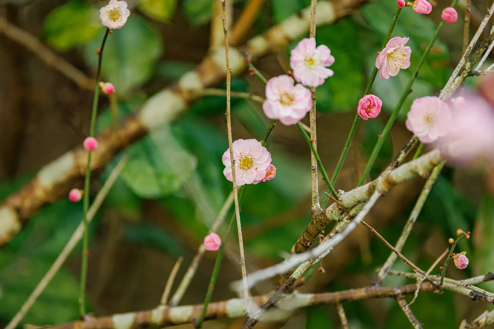 Japanese Apricot (Prunus Mume) — attracting pollinators to the landscape.<br><br>For optimal growth; they sometimes emit a delicate almond scent, image 125