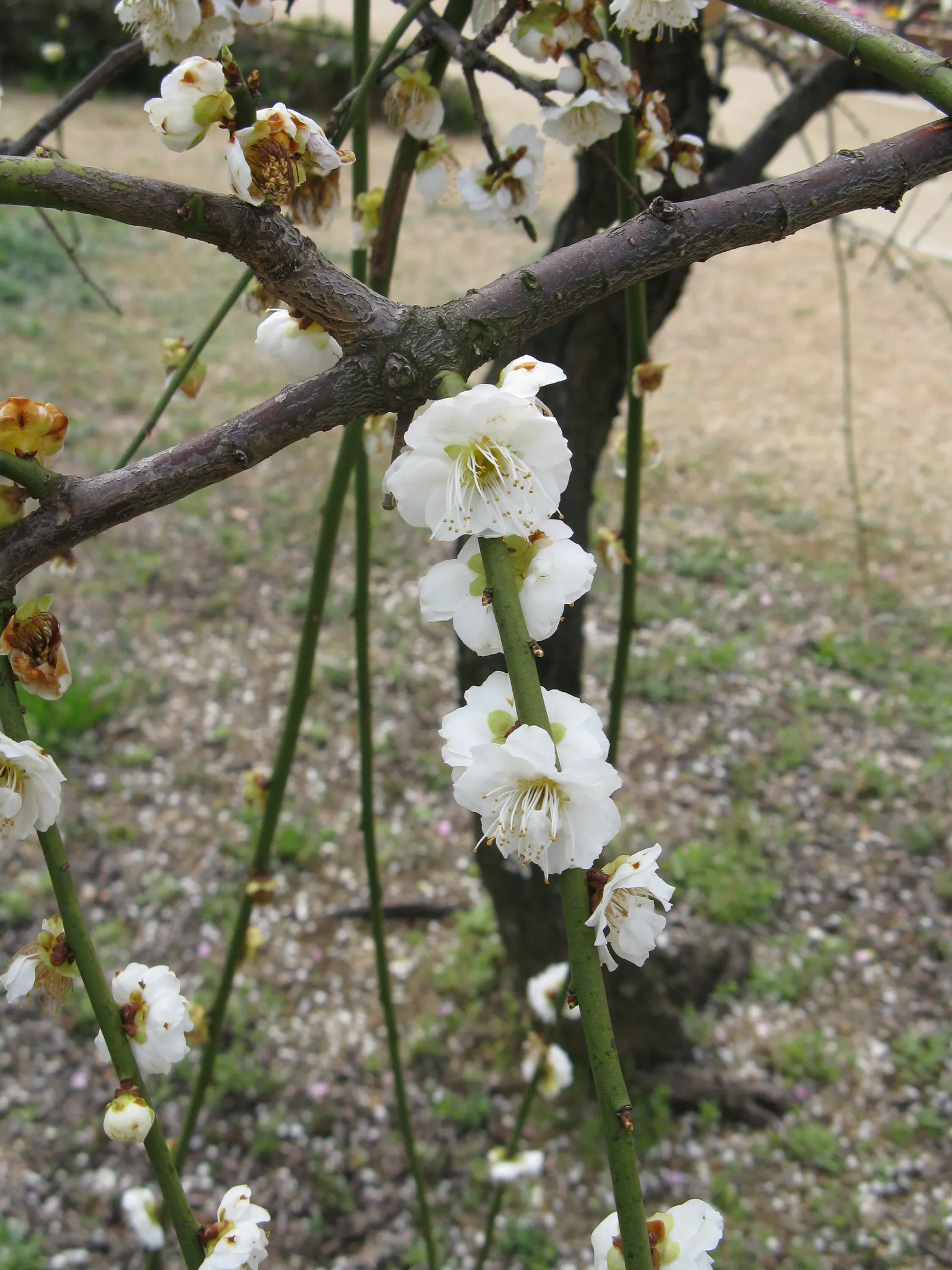 Japanese Apricot (Prunus Mume) — reducing the risk of disease; it may yield yellow-red edible fruit about 1-2 inches wide after flowering, image 83