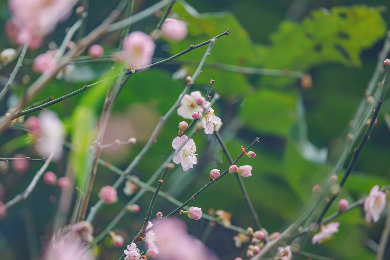 Japanese Apricot (Prunus Mume) — The deciduous foliage emerges a vibrant green; hardy in USDA zones 6 through 9, image 53