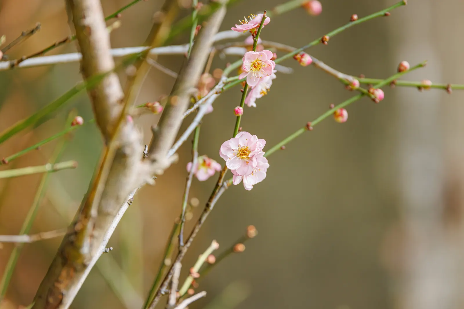 Japanese Apricot (Prunus Mume) — multi-colored and pink and red and white flowers in the garden