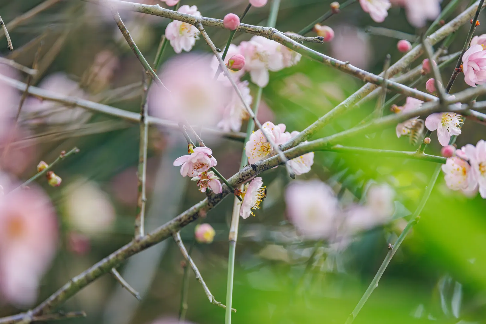Japanese Apricot (Prunus Mume) — Typically reaching 15-20 feet high; which appear from late winter to early spring before the leaves, image 112