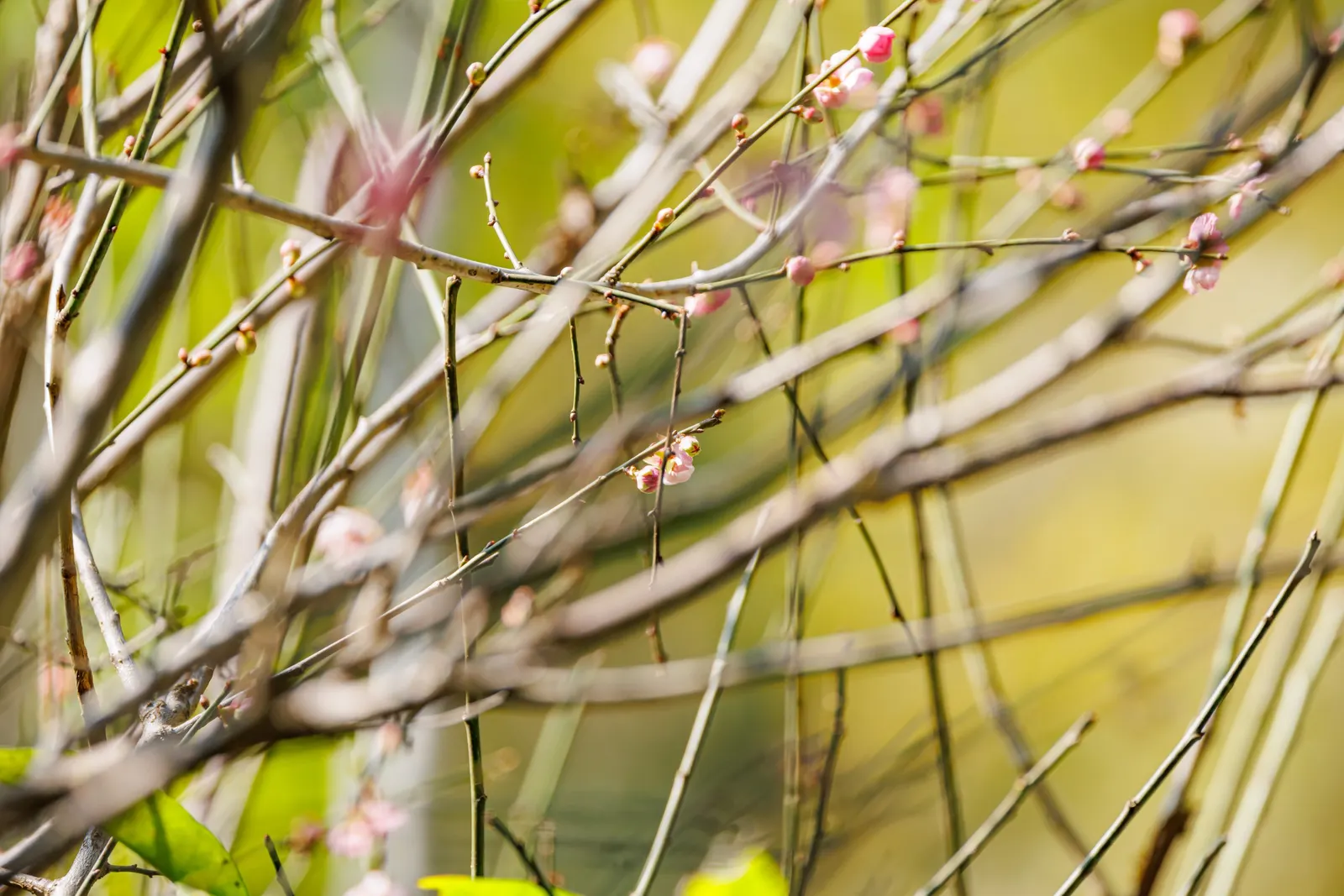 Japanese Apricot (Prunus Mume) — creating a fresh backdrop for other plantings.<br><br>Its flowers; prunus mume, or Japanese Apricot, is a, image 76