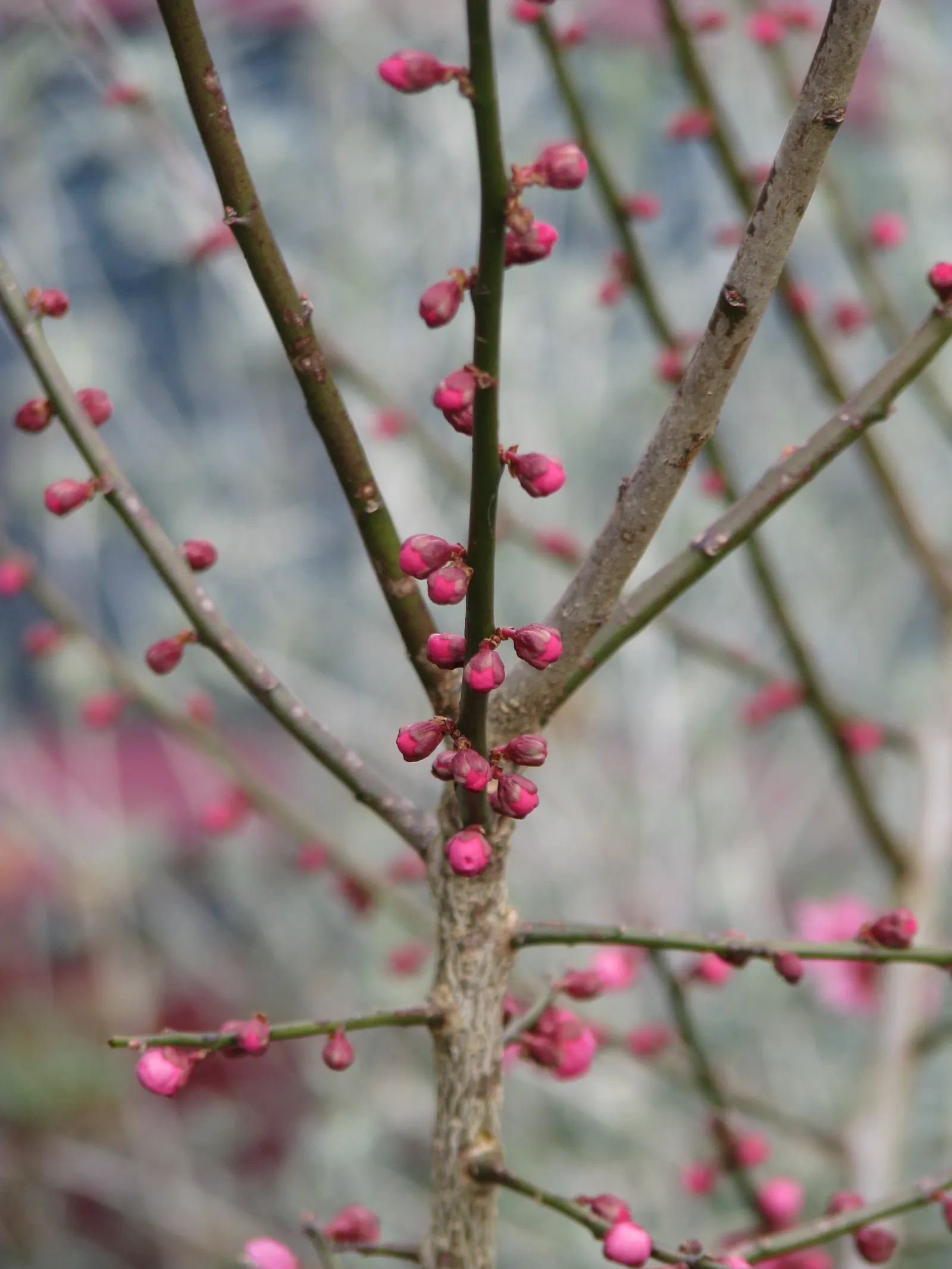 Japanese Apricot (Prunus Mume) — Typically measuring around 1 inch in diameter, the blossoms present in shades from white to deep pink
