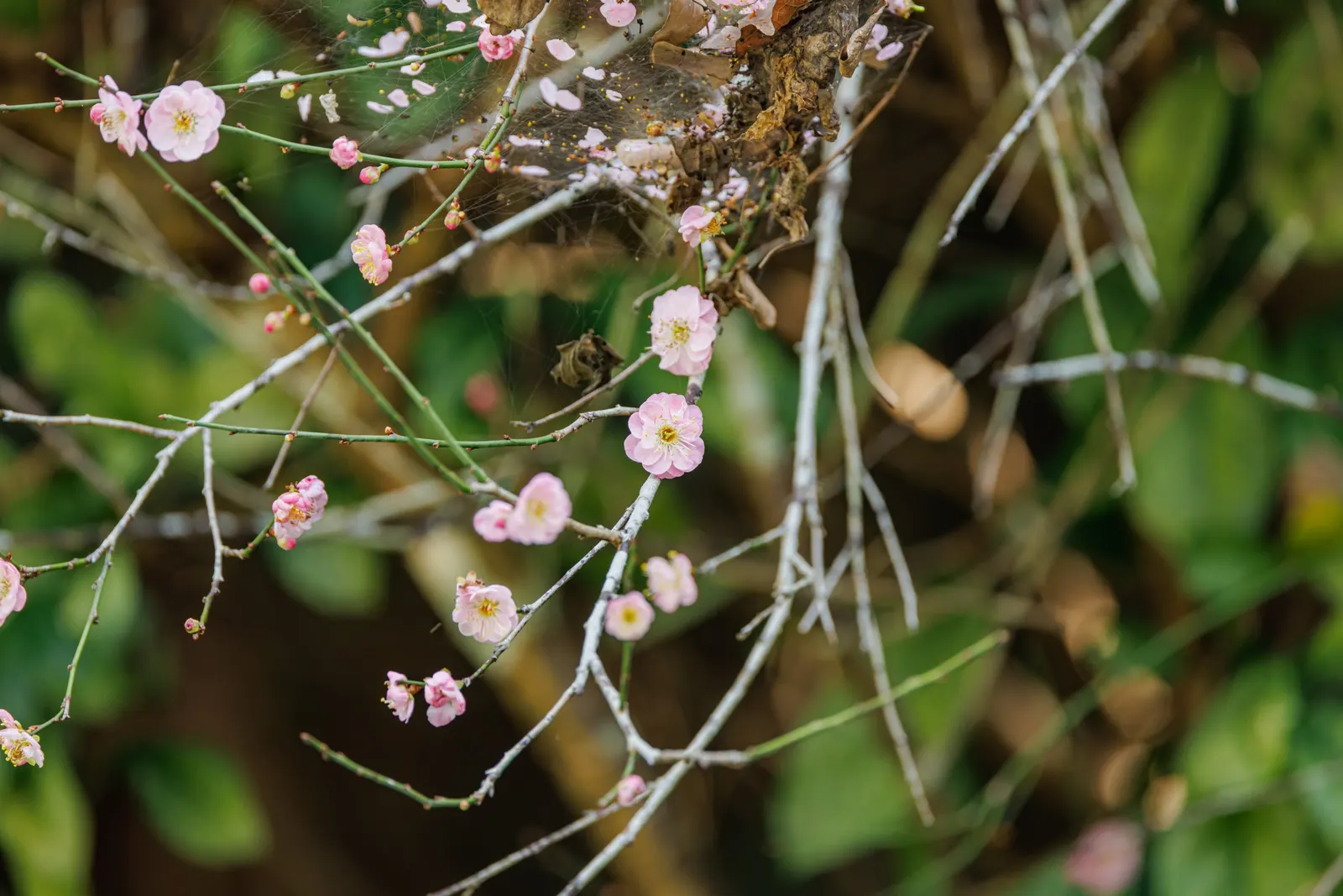 Japanese Apricot (Prunus Mume) — tree for full; consider it as a focal point due to its striking floral display and elegant structure