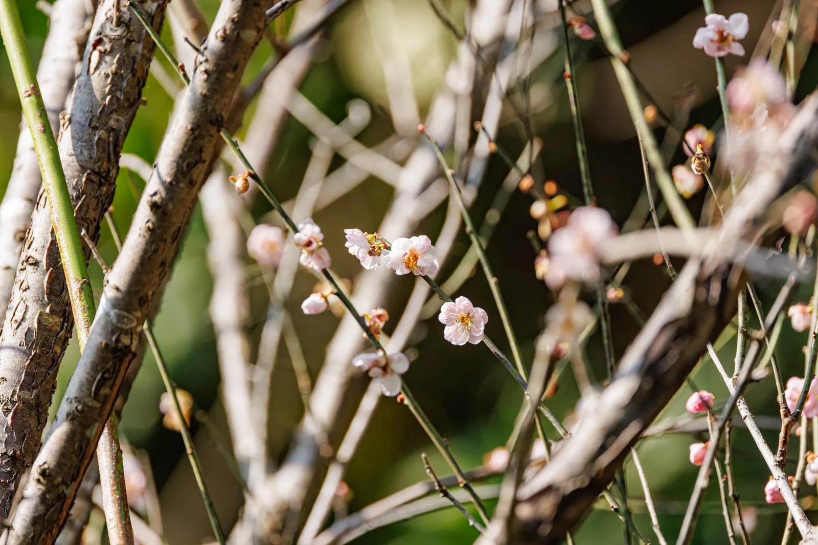 Japanese Apricot (Prunus Mume) — The deciduous foliage emerges a vibrant green; hardy in USDA zones 6 through 9, image 141