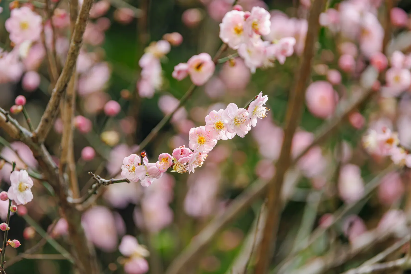 Japanese Apricot (Prunus Mume) — consider it as a focal point due to its striking floral display and elegant structure