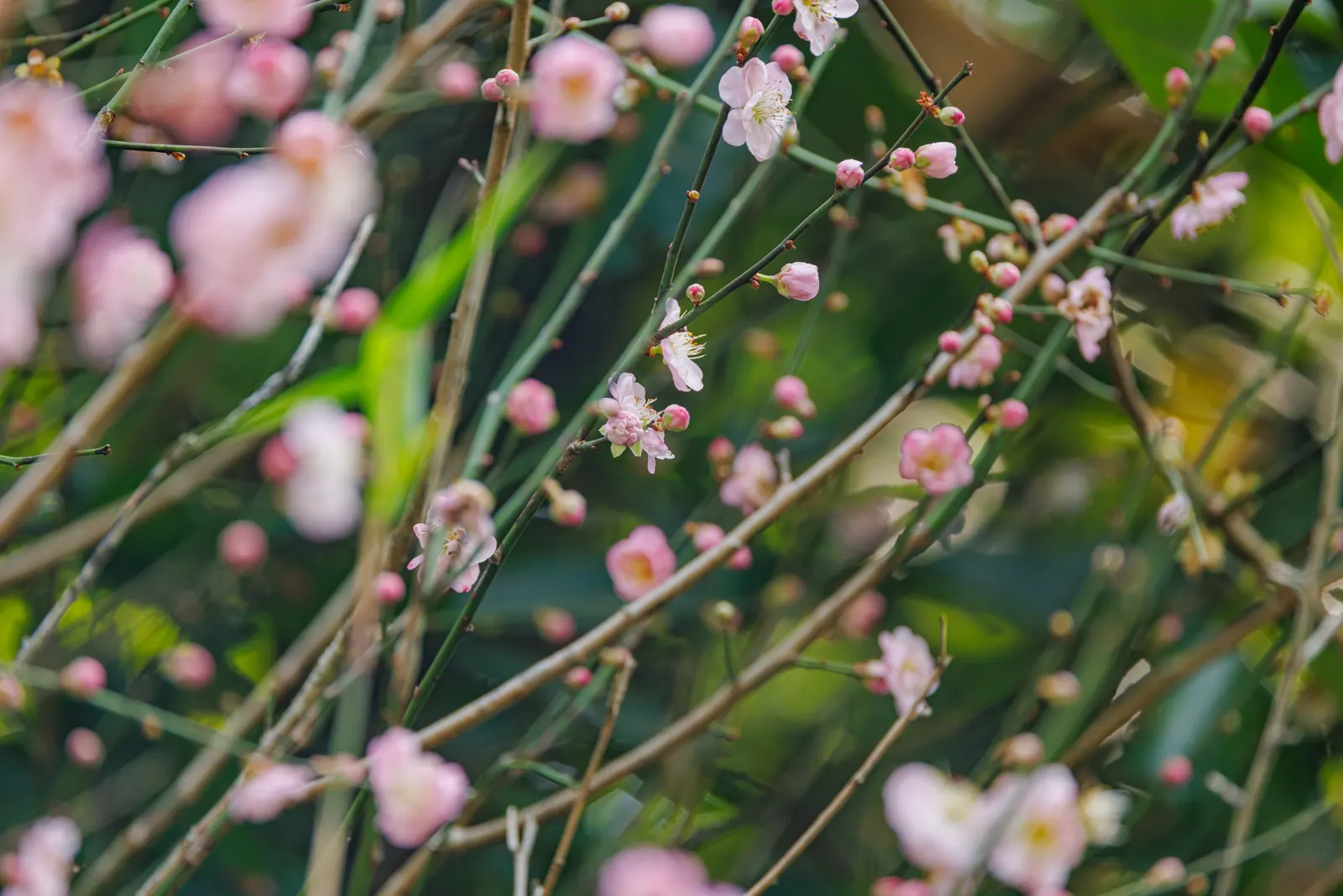 Japanese Apricot (Prunus Mume) — Hardy in USDA zones 6 through 9; tree with multi-colored and pink and red and white blooms, image 104