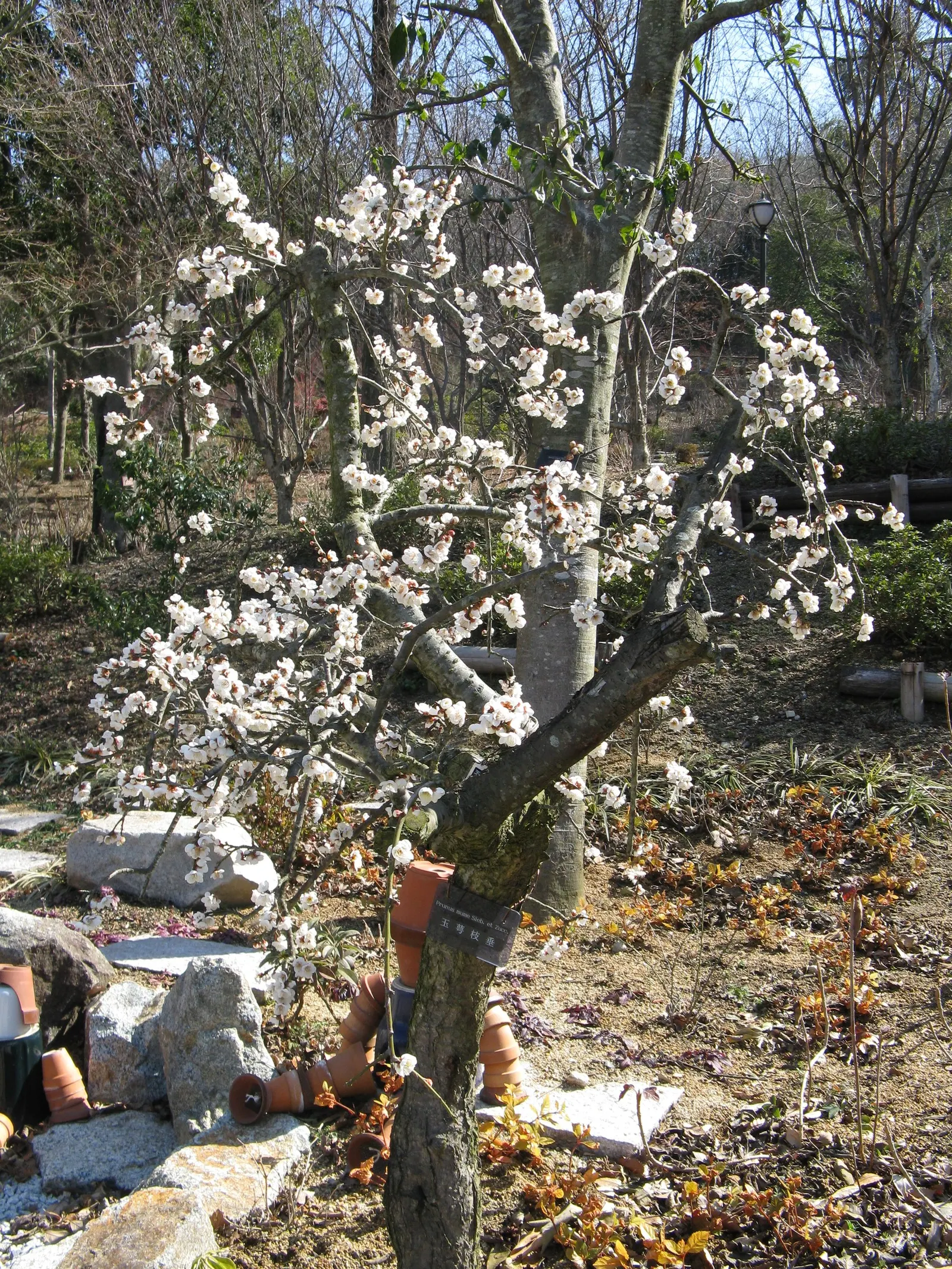 Japanese Apricot (Prunus Mume) — Hailing from the family Rosaceae; typically reaching 15-20 feet high