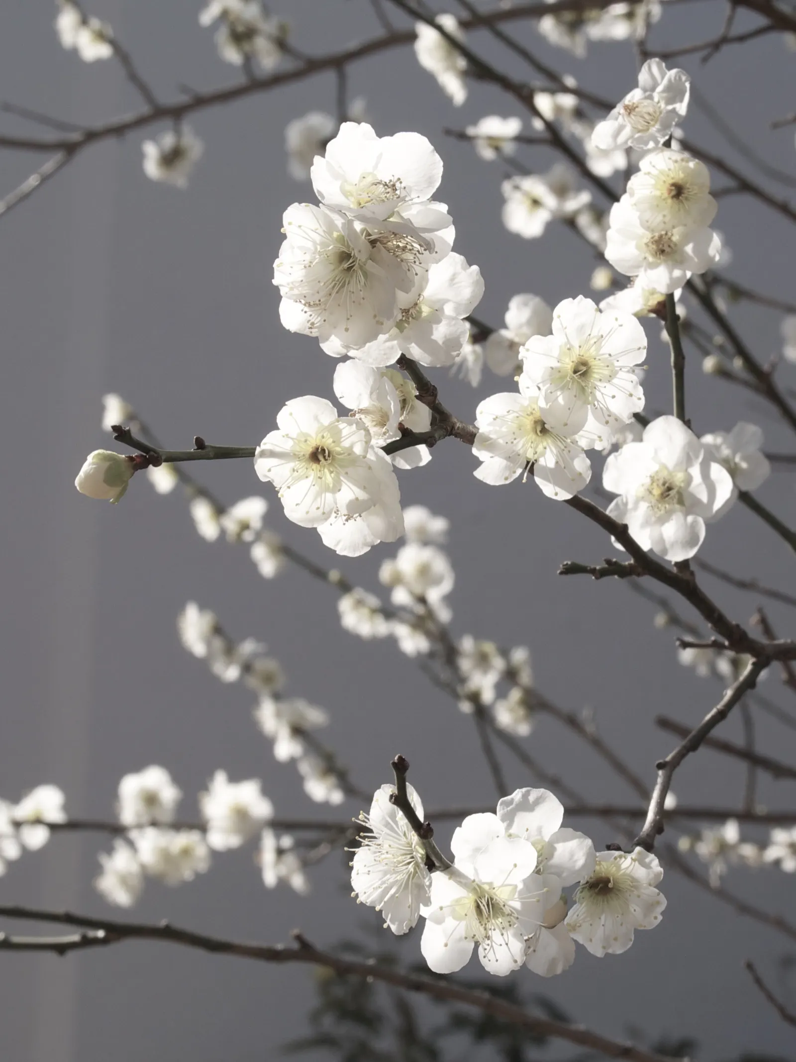 Japanese Apricot (Prunus Mume) — The deciduous foliage emerges a vibrant green; hardy in USDA zones 6 through 9, image 119