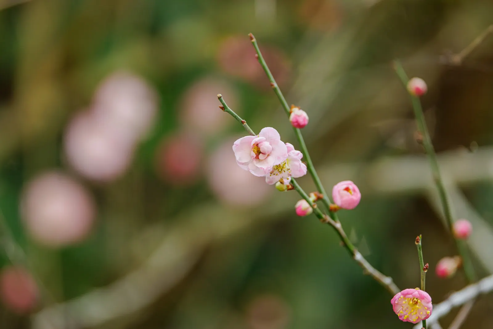 Japanese Apricot (Prunus Mume) — The branches display a picturesque form that can be appreciated even in winter's bareness
