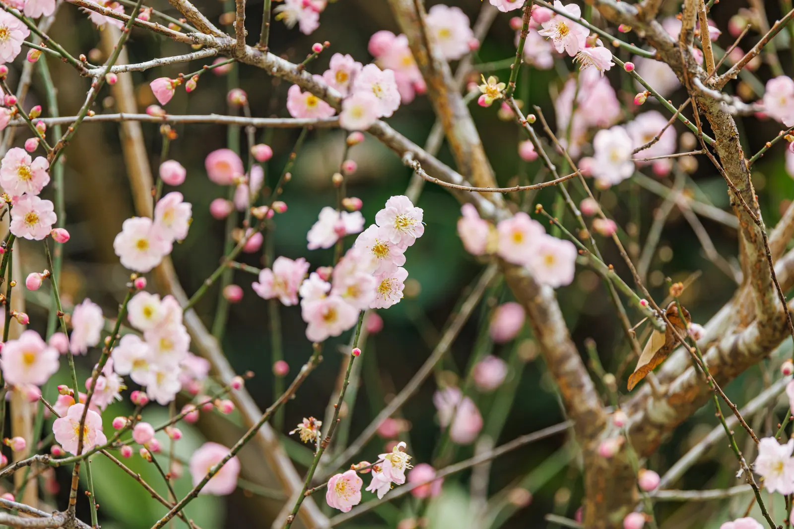 Japanese Apricot (Prunus Mume) — Hardy in USDA zones 6 through 9; tree with multi-colored and pink and red and white blooms, image 60
