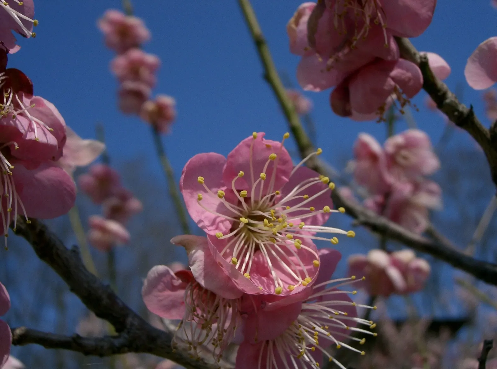 Japanese Apricot (Prunus Mume) — reducing the risk of disease