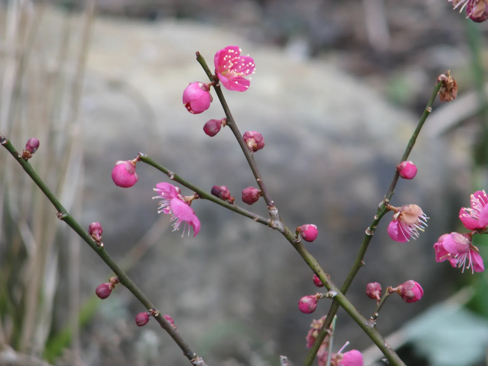 Japanese Apricot (Prunus Mume) — creating a fresh backdrop for other plantings.<br><br>Its flowers; prunus mume, or Japanese Apricot, is a, image 98