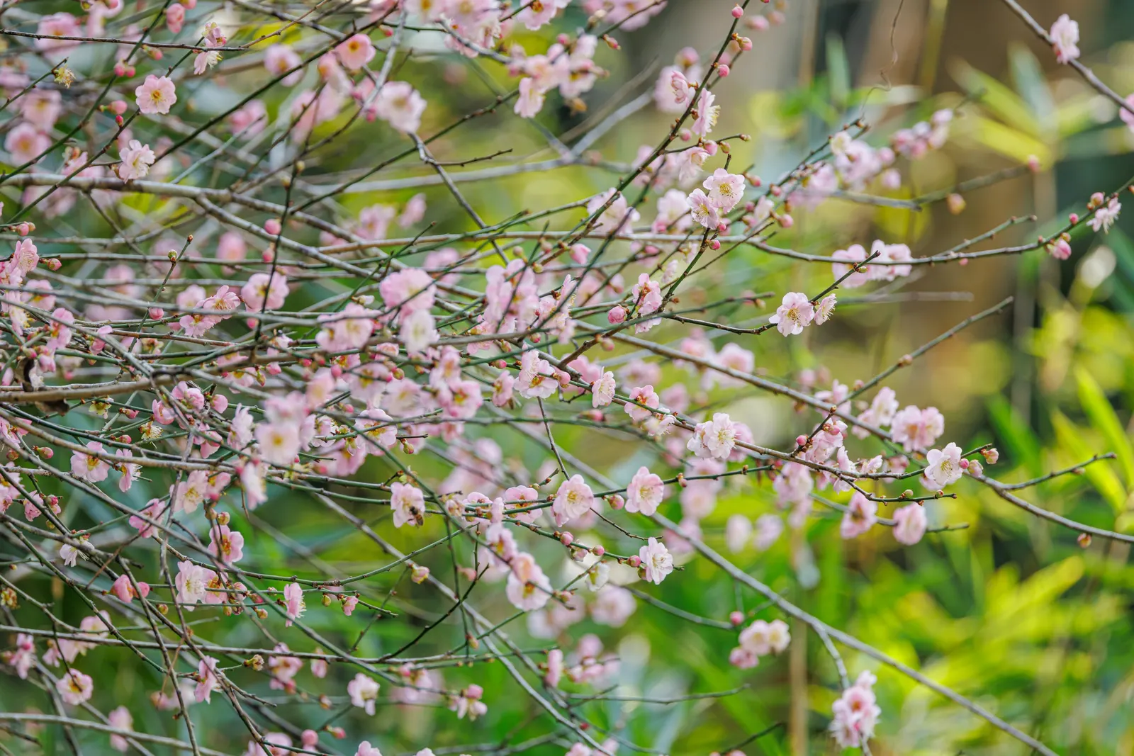 Japanese Apricot (Prunus Mume) — This ornamental tree prefers well-drained soil, full sun to partial shade, and is hardy in USDA zones 6-9, image 71
