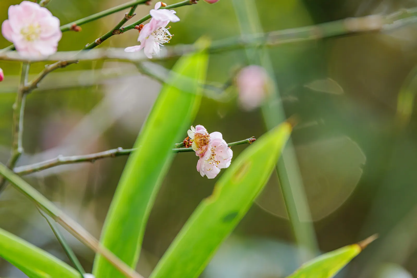 Japanese Apricot (Prunus Mume) — tree for full; consider it as a focal point due to its striking floral display and elegant structure, image 132