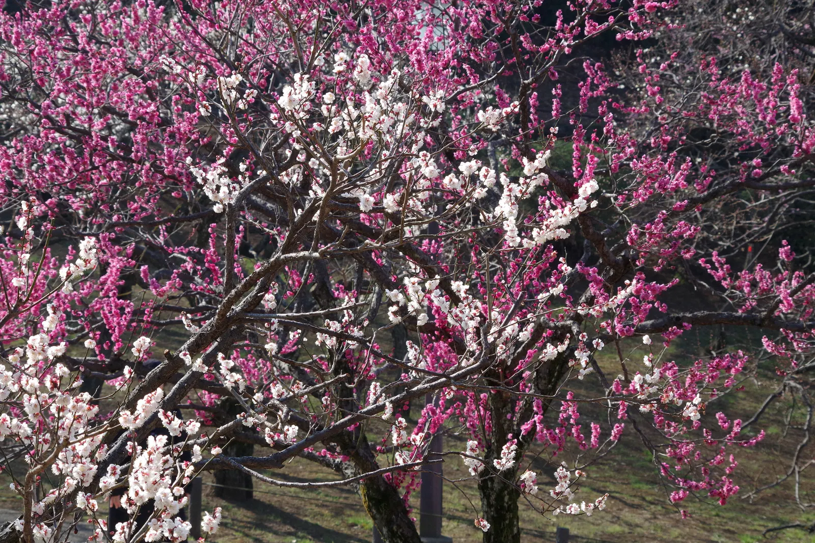 Japanese Apricot (Prunus Mume) — Hardy in USDA zones 6 through 9