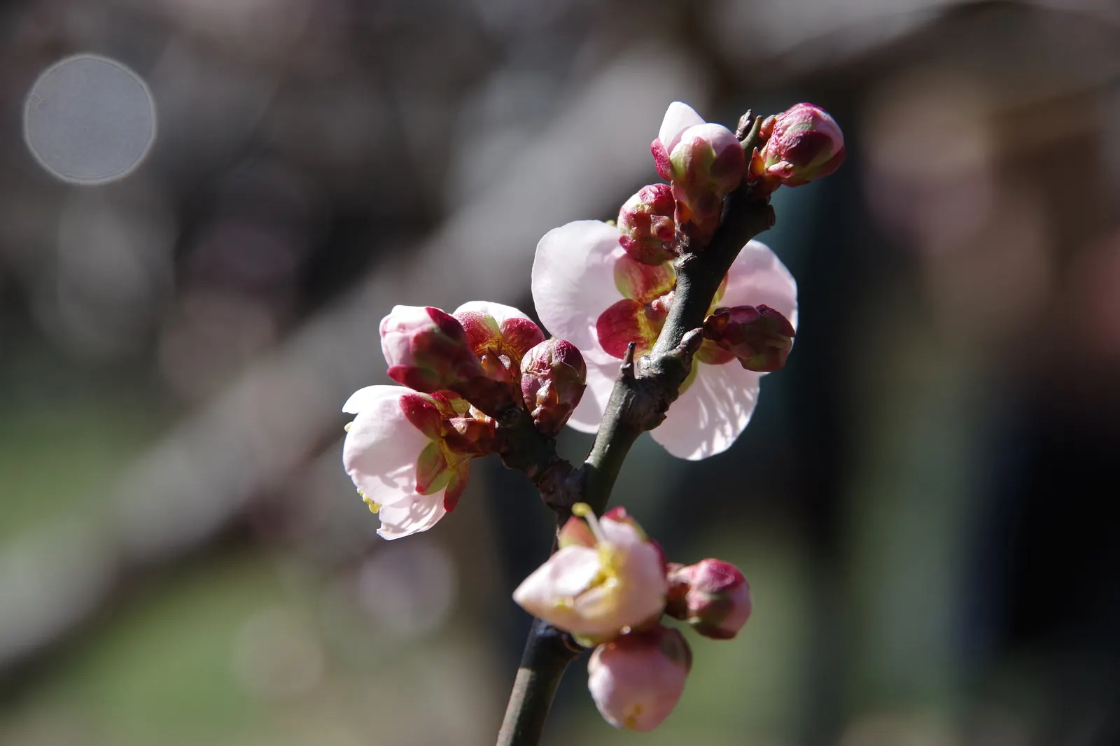 Japanese Apricot (Prunus Mume) — attracting pollinators to the landscape.<br><br>For optimal growth; they sometimes emit a delicate almond scent, image 81