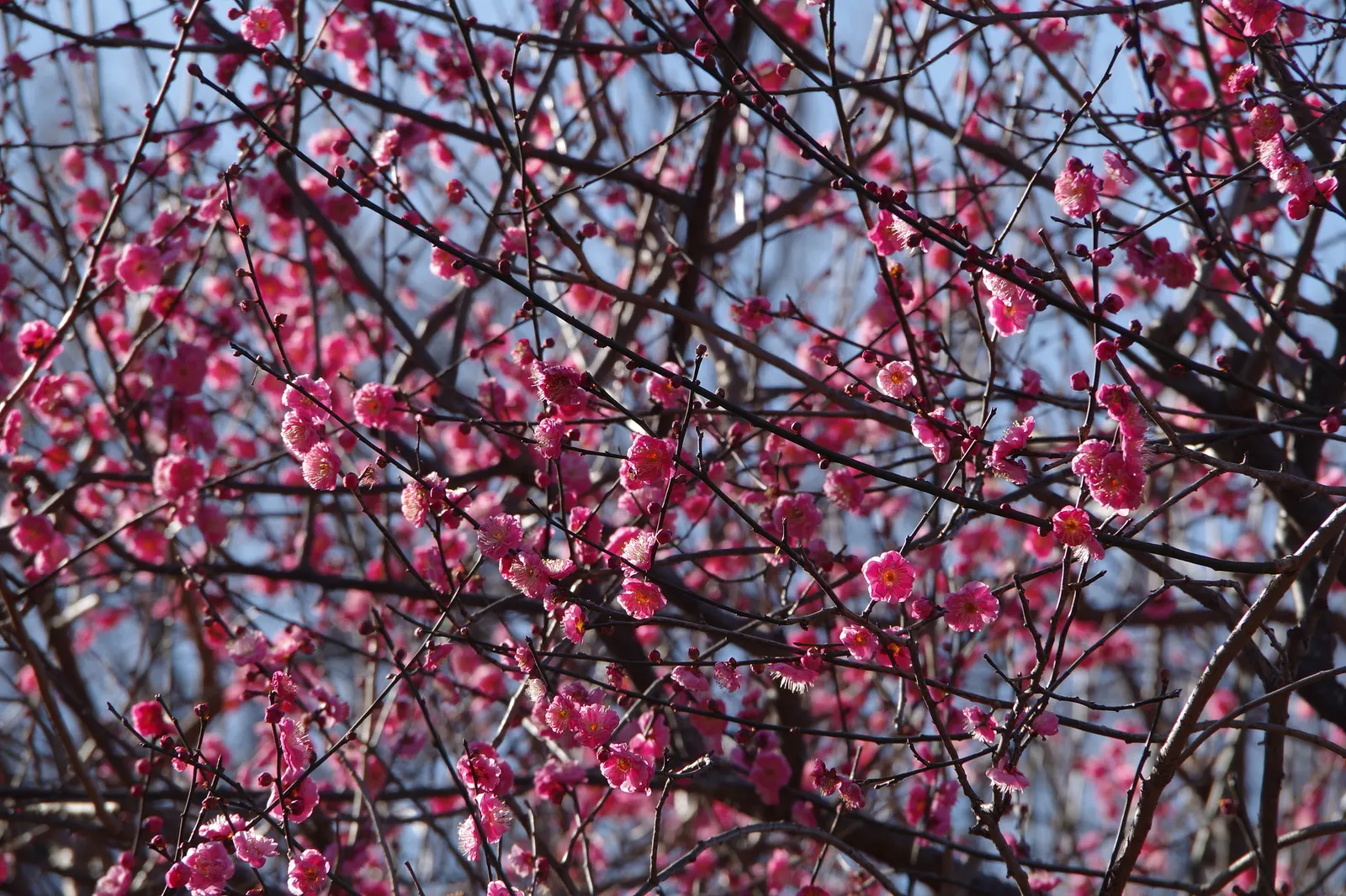 Japanese Apricot (Prunus Mume) — This ornamental tree prefers well-drained soil, full sun to partial shade, and is hardy in USDA zones 6-9, image 137