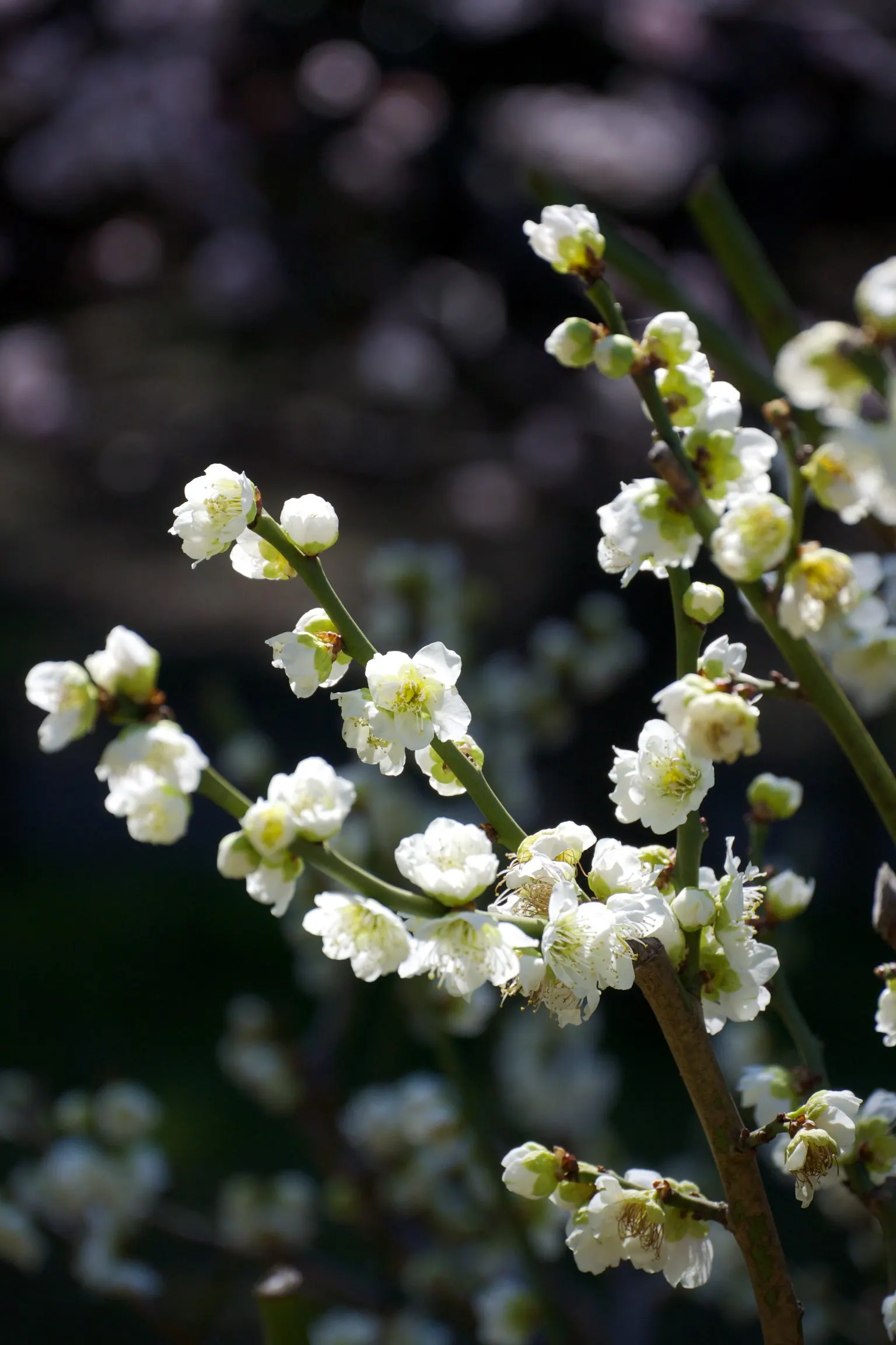 Japanese Apricot (Prunus Mume) — Hailing from the family Rosaceae; typically reaching 15-20 feet high, image 117