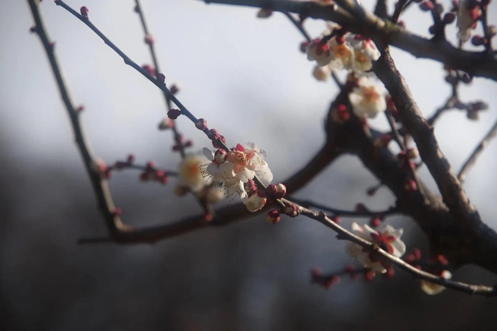 Japanese Apricot (Prunus Mume) — each 0.75-1 inch in diameter; it presents a stunning display of fragrant pink to white flowers, image 136