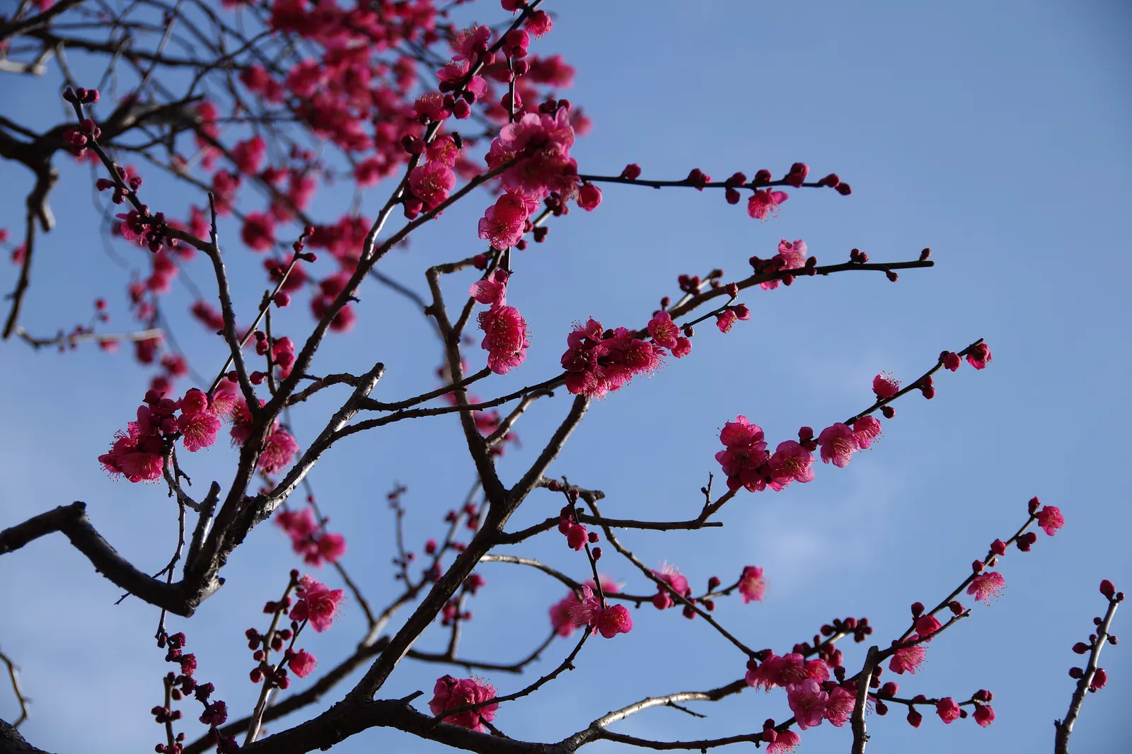 Japanese Apricot (Prunus Mume) — Typically measuring around 1 inch in diameter, the blossoms present in shades from white to deep pink; tree for, image 123