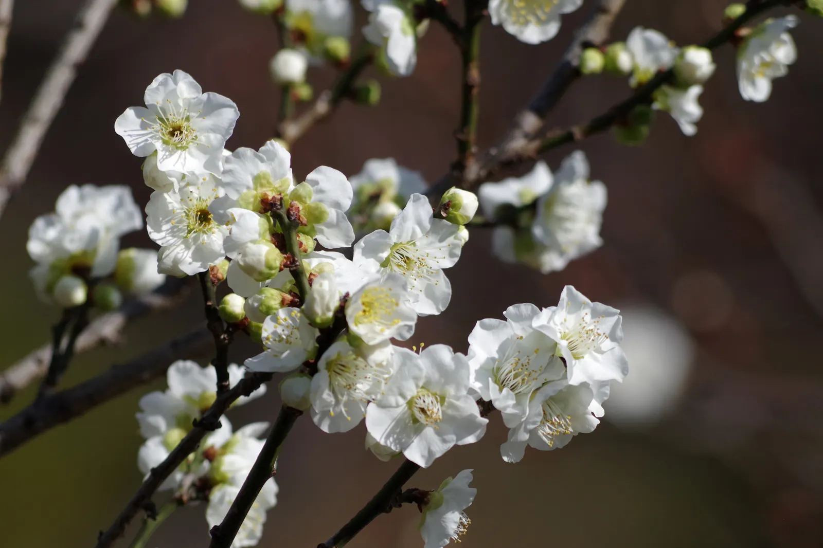 Japanese Apricot (Prunus Mume) — reducing the risk of disease; it may yield yellow-red edible fruit about 1-2 inches wide after flowering