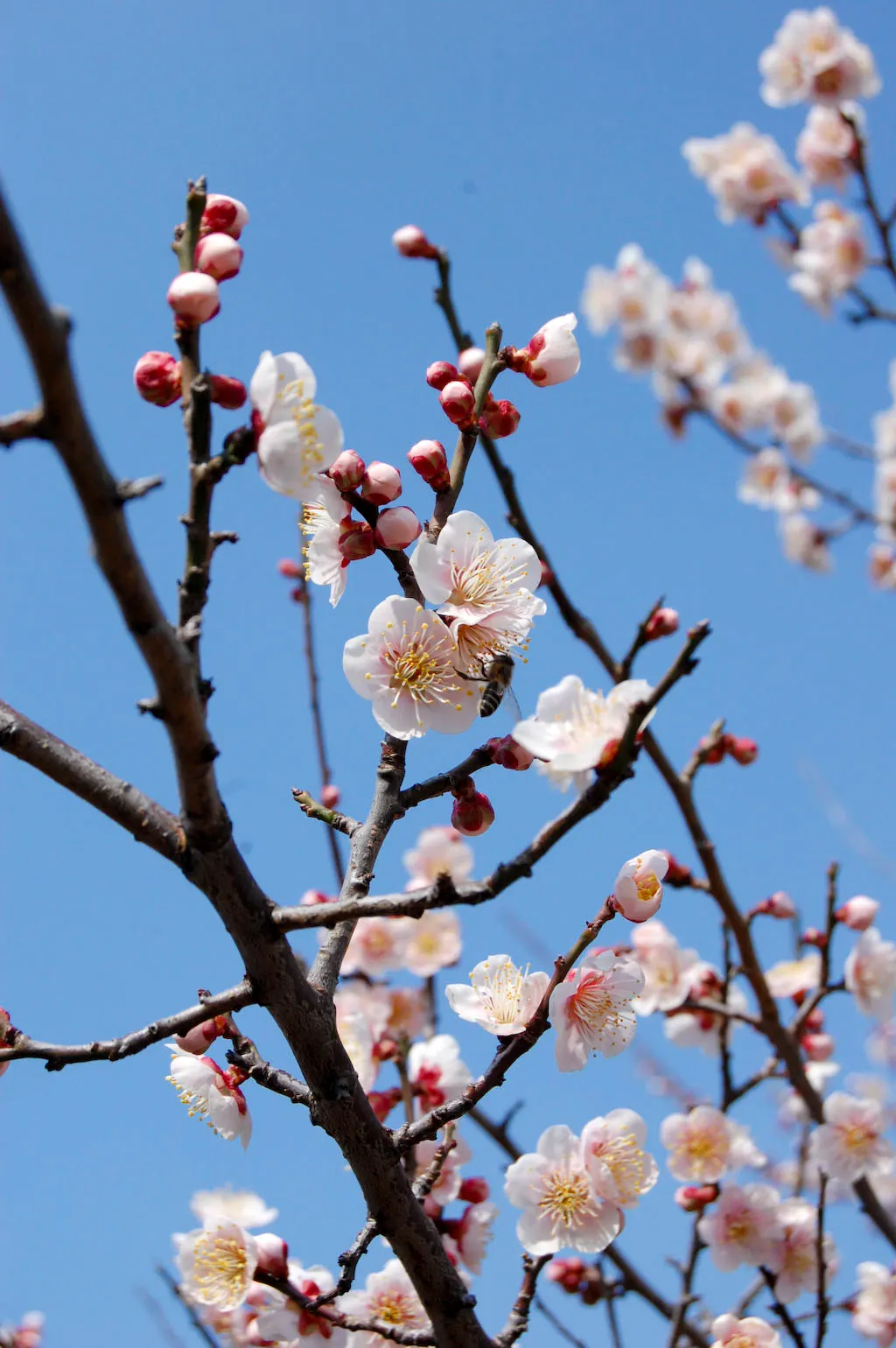 Japanese Apricot (Prunus Mume) — They sometimes emit a delicate almond scent; hailing from the family Rosaceae, image 102
