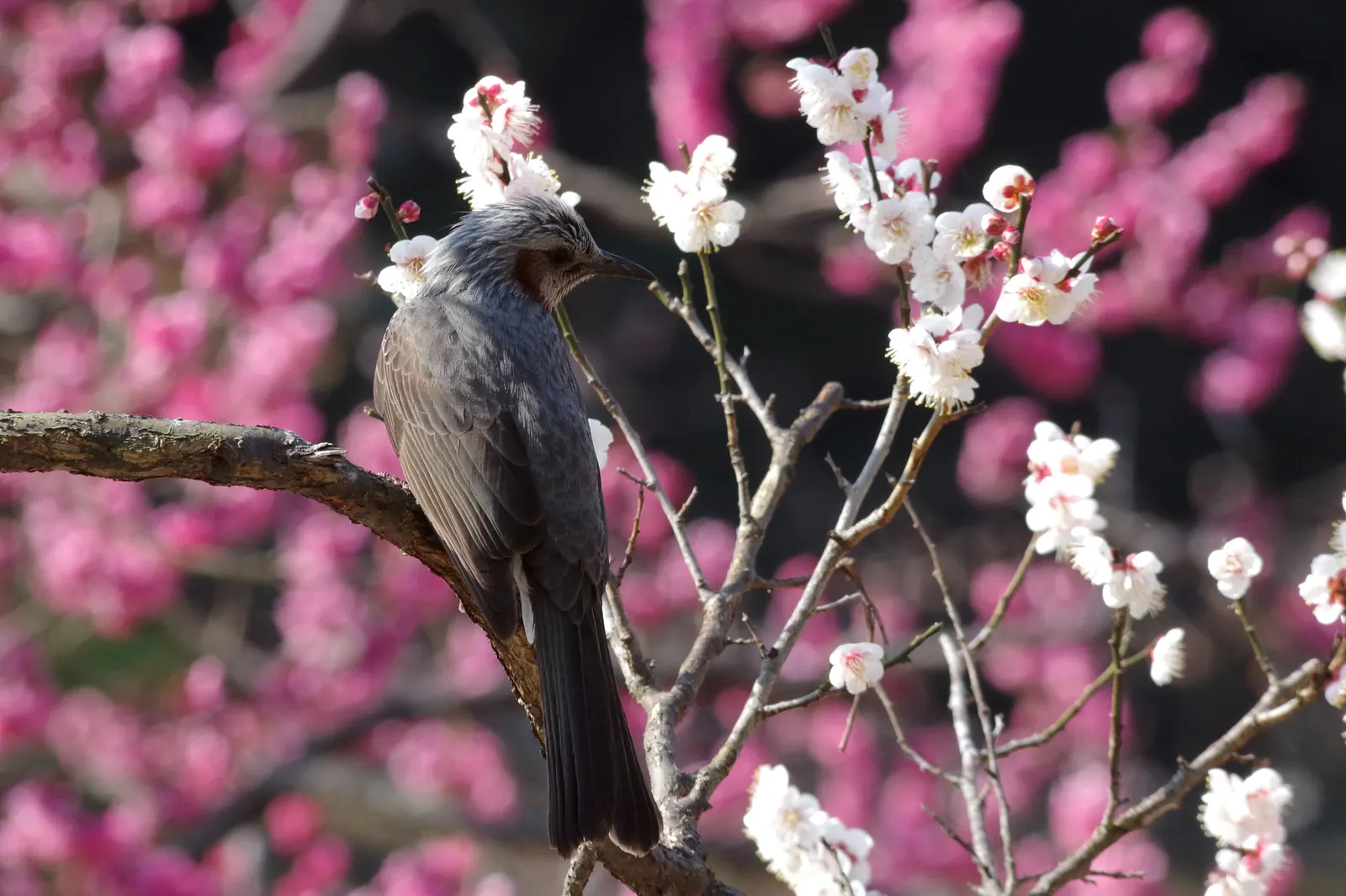 Japanese Apricot (Prunus Mume) — each 0.75-1 inch in diameter