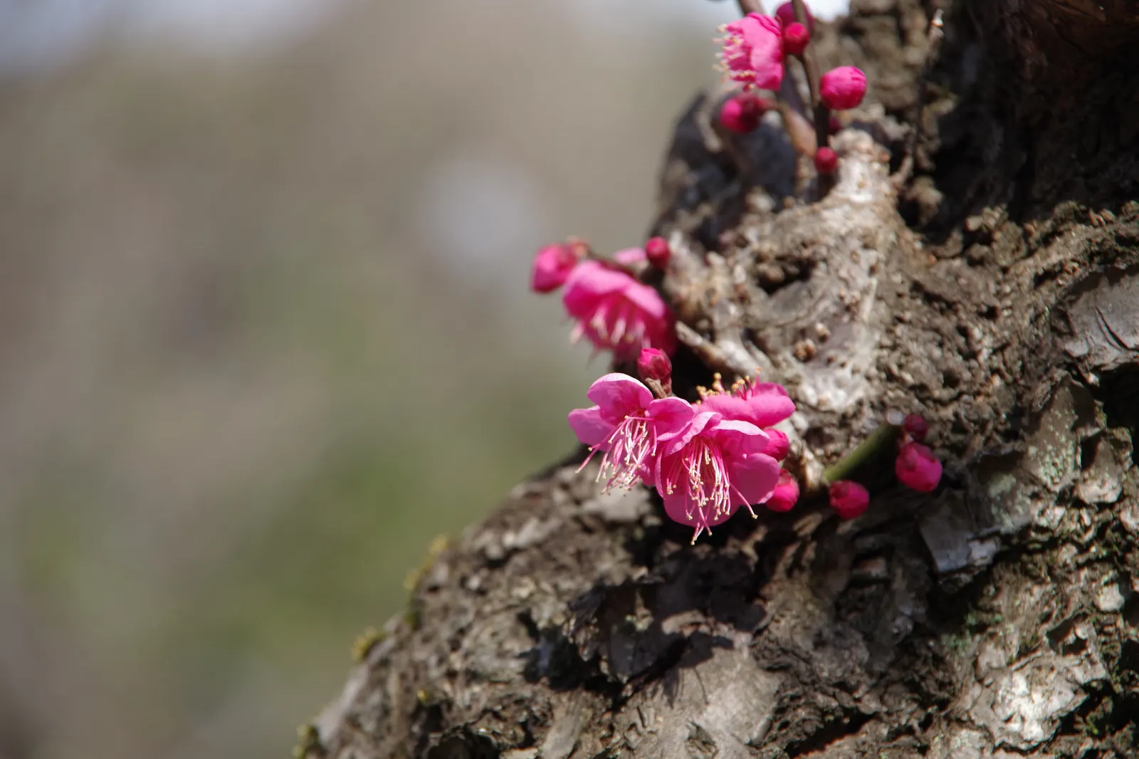 Japanese Apricot (Prunus Mume) — It may yield yellow-red edible fruit about 1-2 inches wide after flowering; reducing the risk of disease, image 50