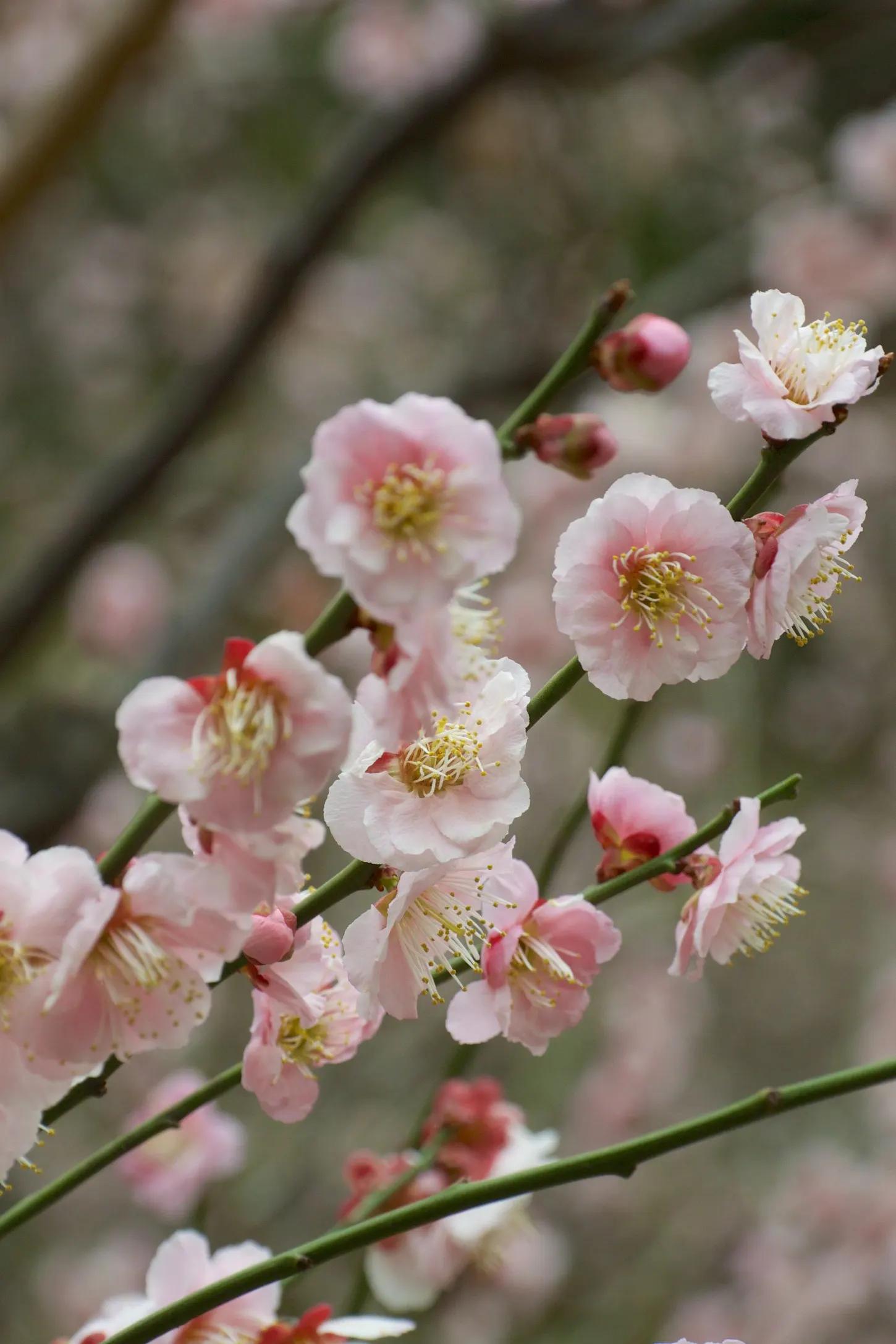 Japanese Apricot (Prunus Mume) — The branches display a picturesque form that can be appreciated even in winter's bareness; the deciduous foliage, image 74