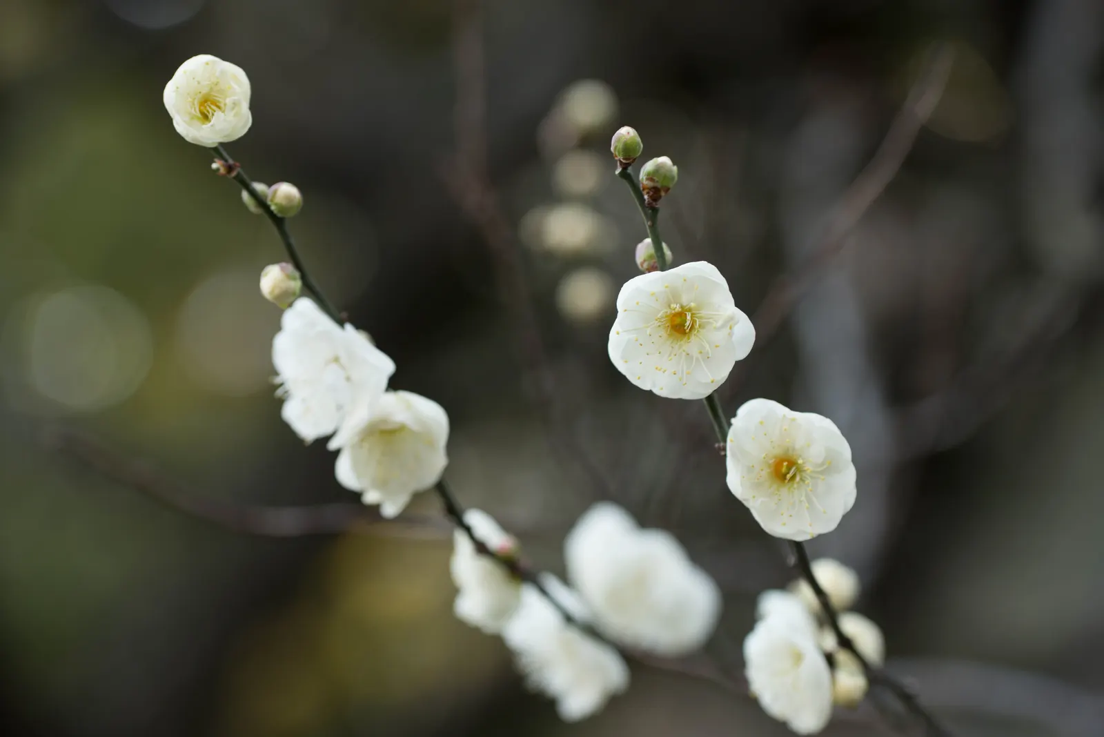 Japanese Apricot (Prunus Mume) — They sometimes emit a delicate almond scent; hailing from the family Rosaceae