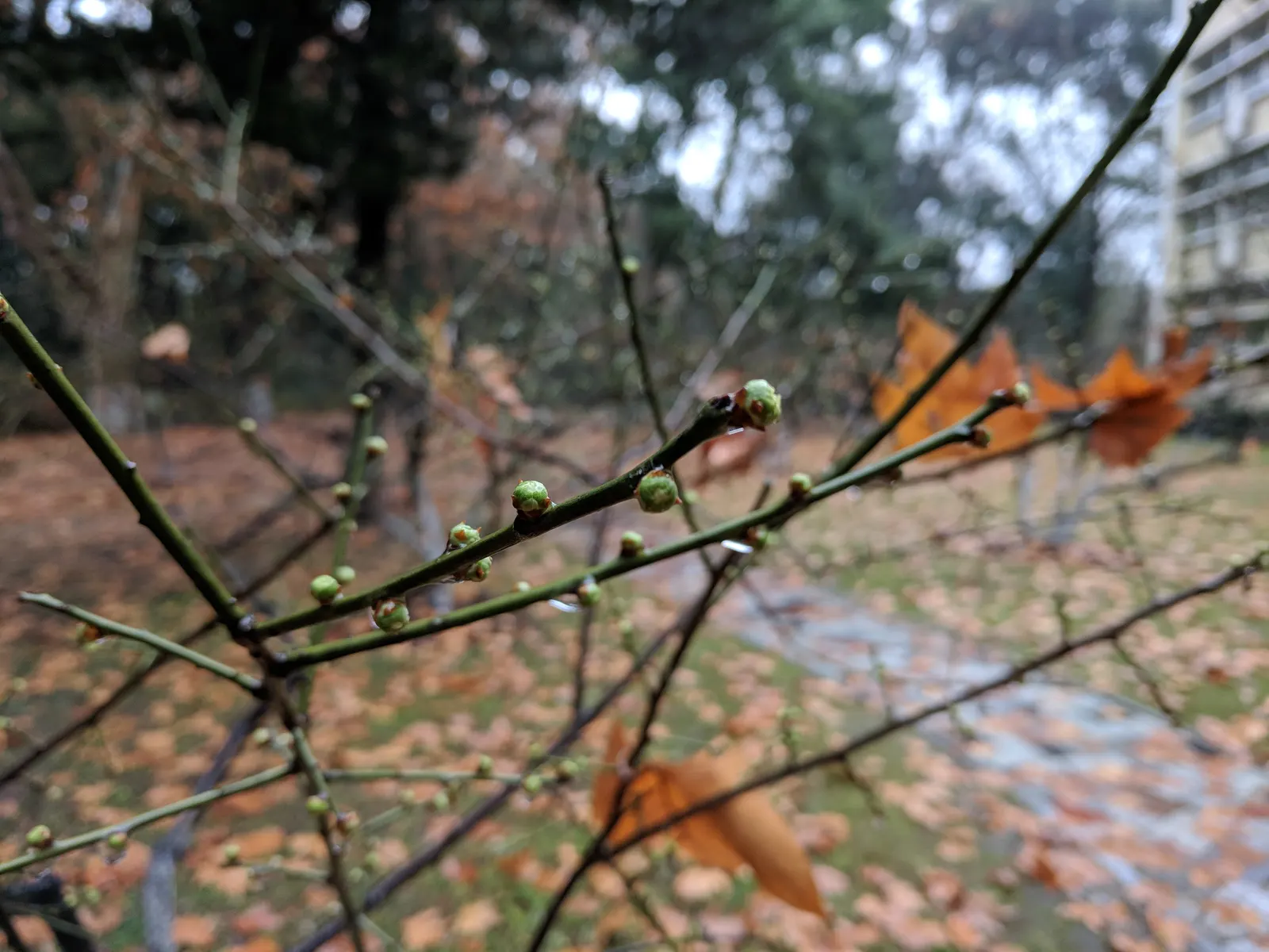 Japanese Apricot (Prunus Mume) — it presents a stunning display of fragrant pink to white flowers; when incorporating Prunus mume in a design, image 135