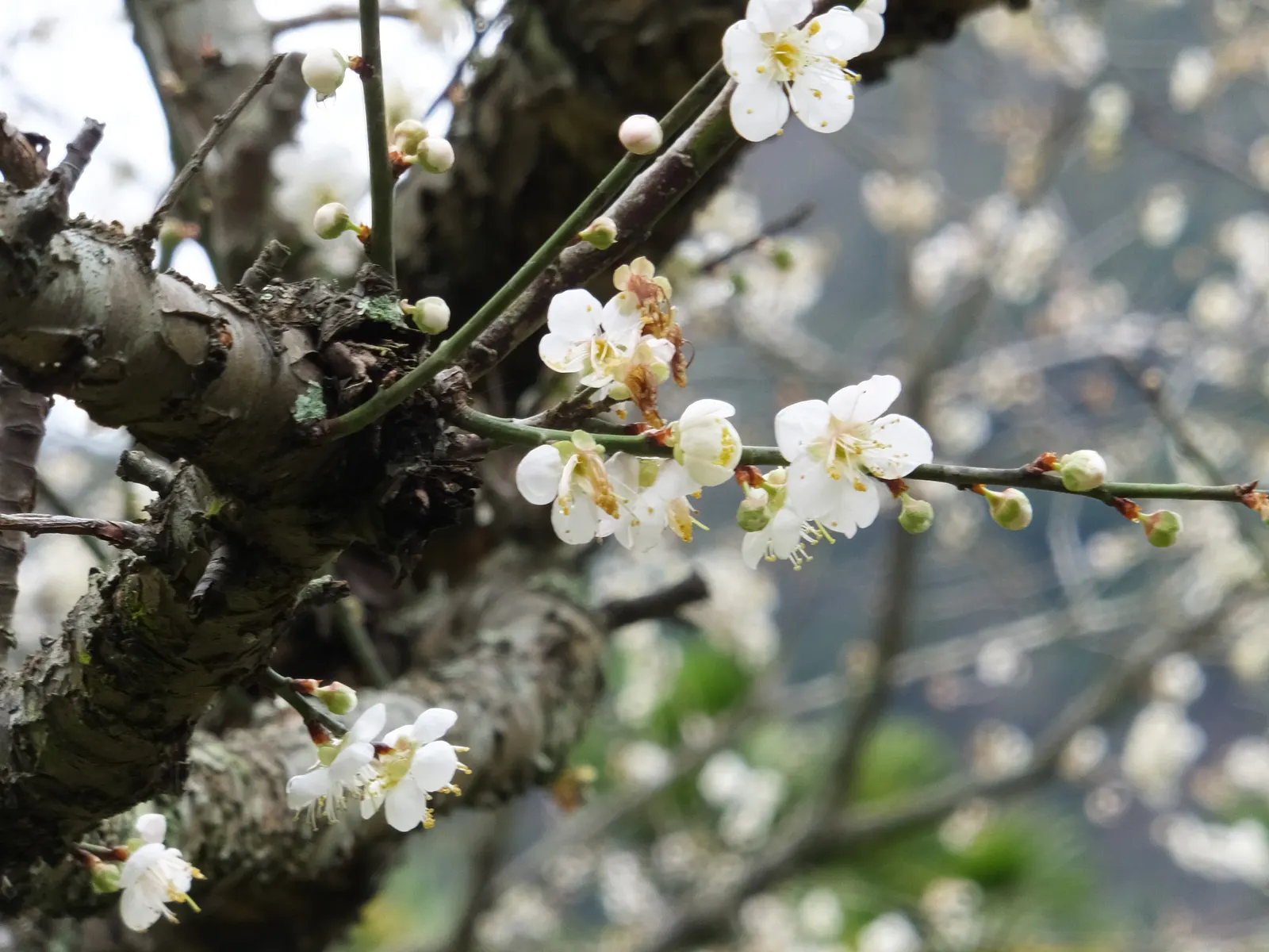 Japanese Apricot (Prunus Mume) — Typically measuring around 1 inch in diameter, the blossoms present in shades from white to deep pink; tree for full