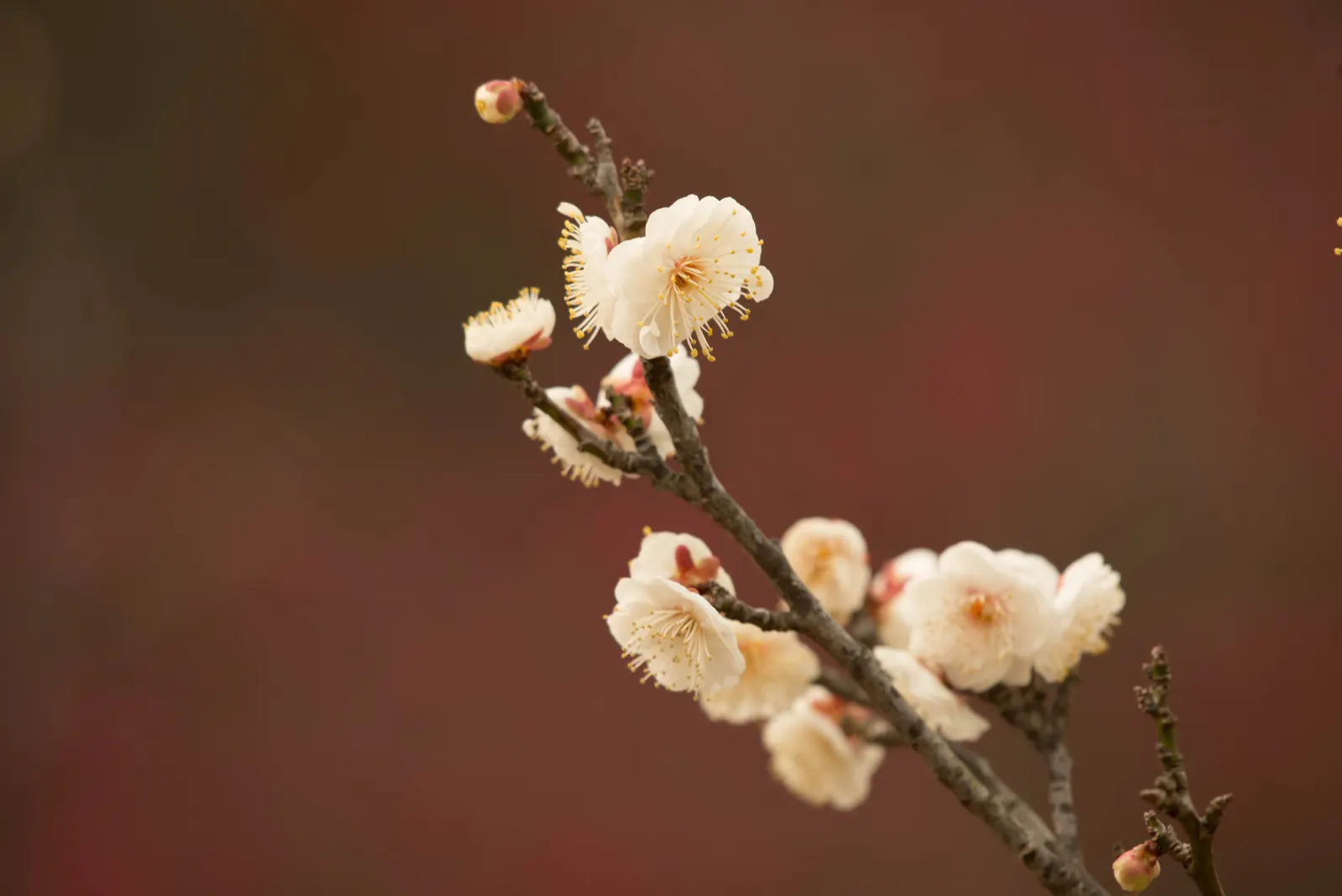 Japanese Apricot (Prunus Mume) — When incorporating Prunus mume in a design; typically measuring around 1 inch in diameter, the blossoms present in, image 84