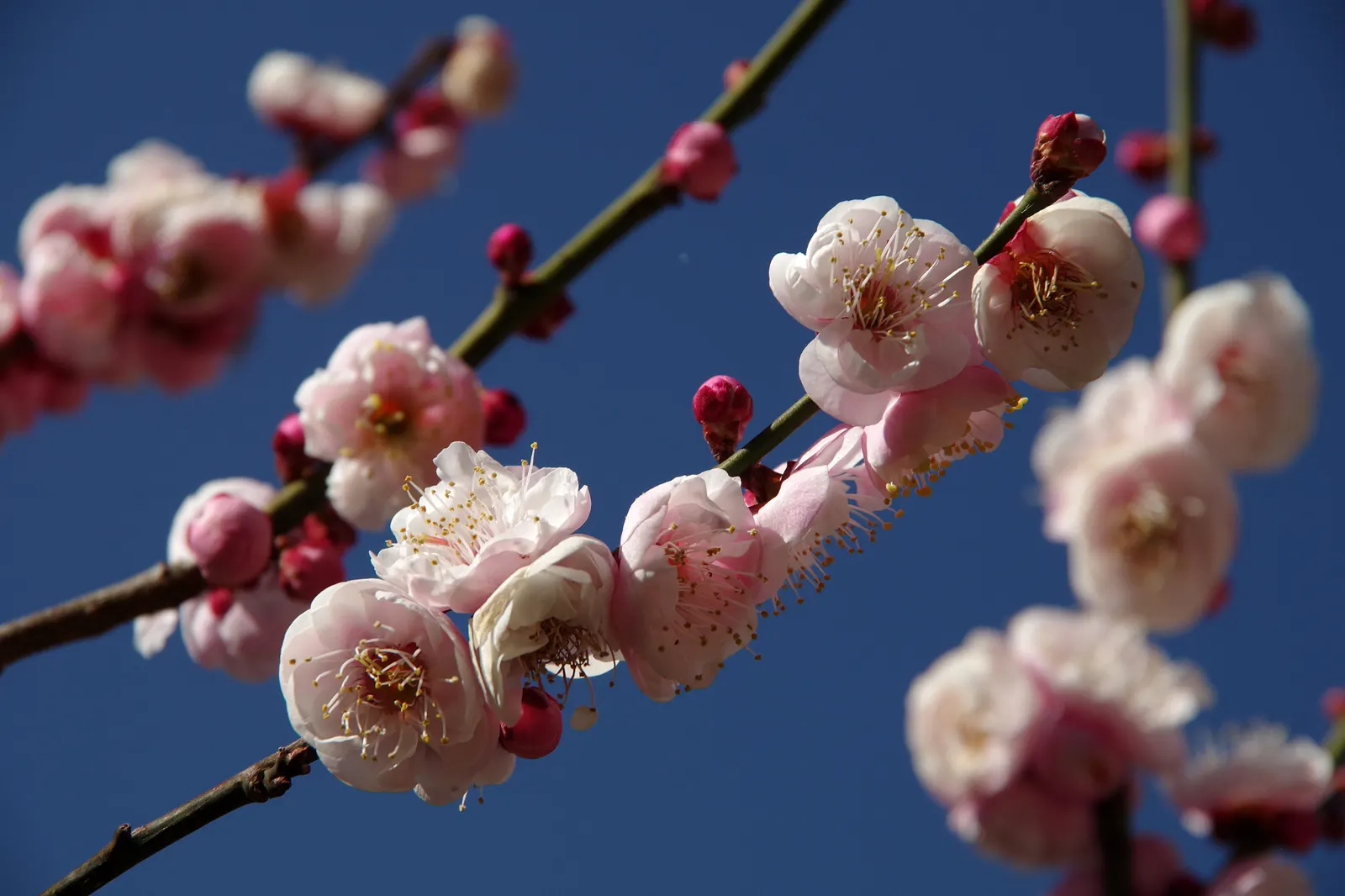 Japanese Apricot (Prunus Mume) — Hailing from the family Rosaceae; typically reaching 15-20 feet high, image 139