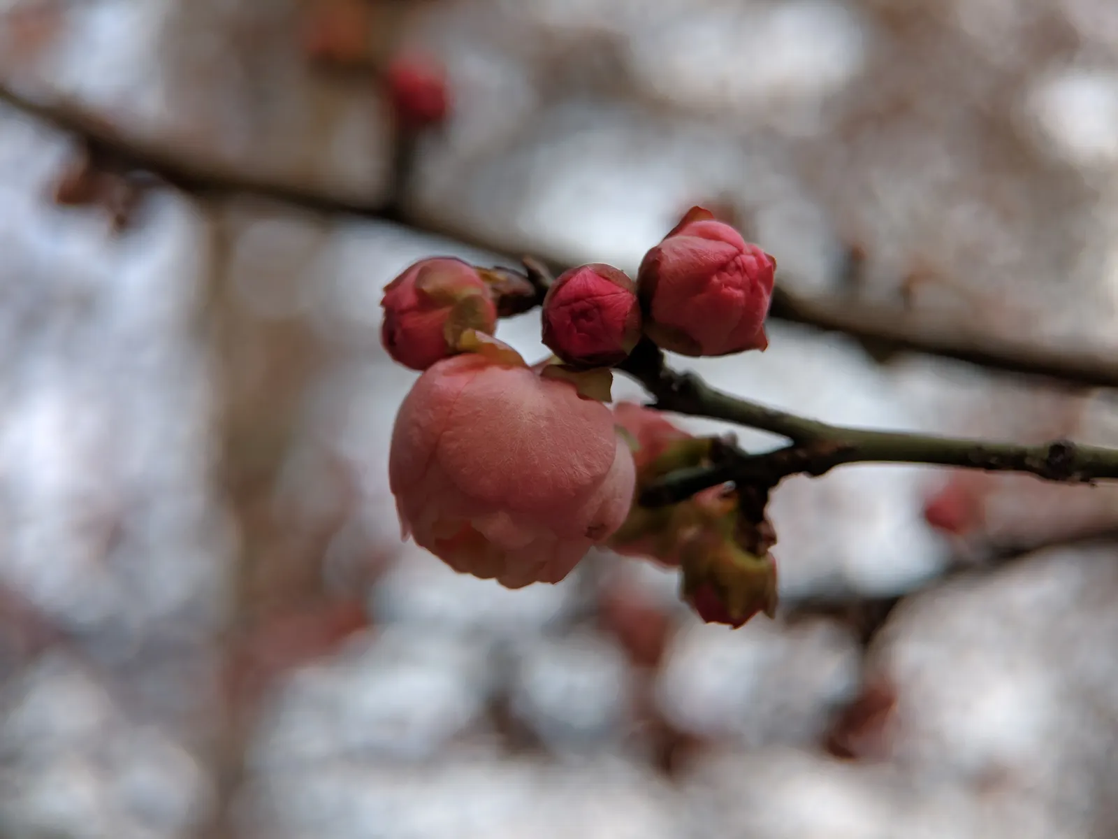 Japanese Apricot (Prunus Mume) — Typically measuring around 1 inch in diameter, the blossoms present in shades from white to deep pink; tree for, image 79