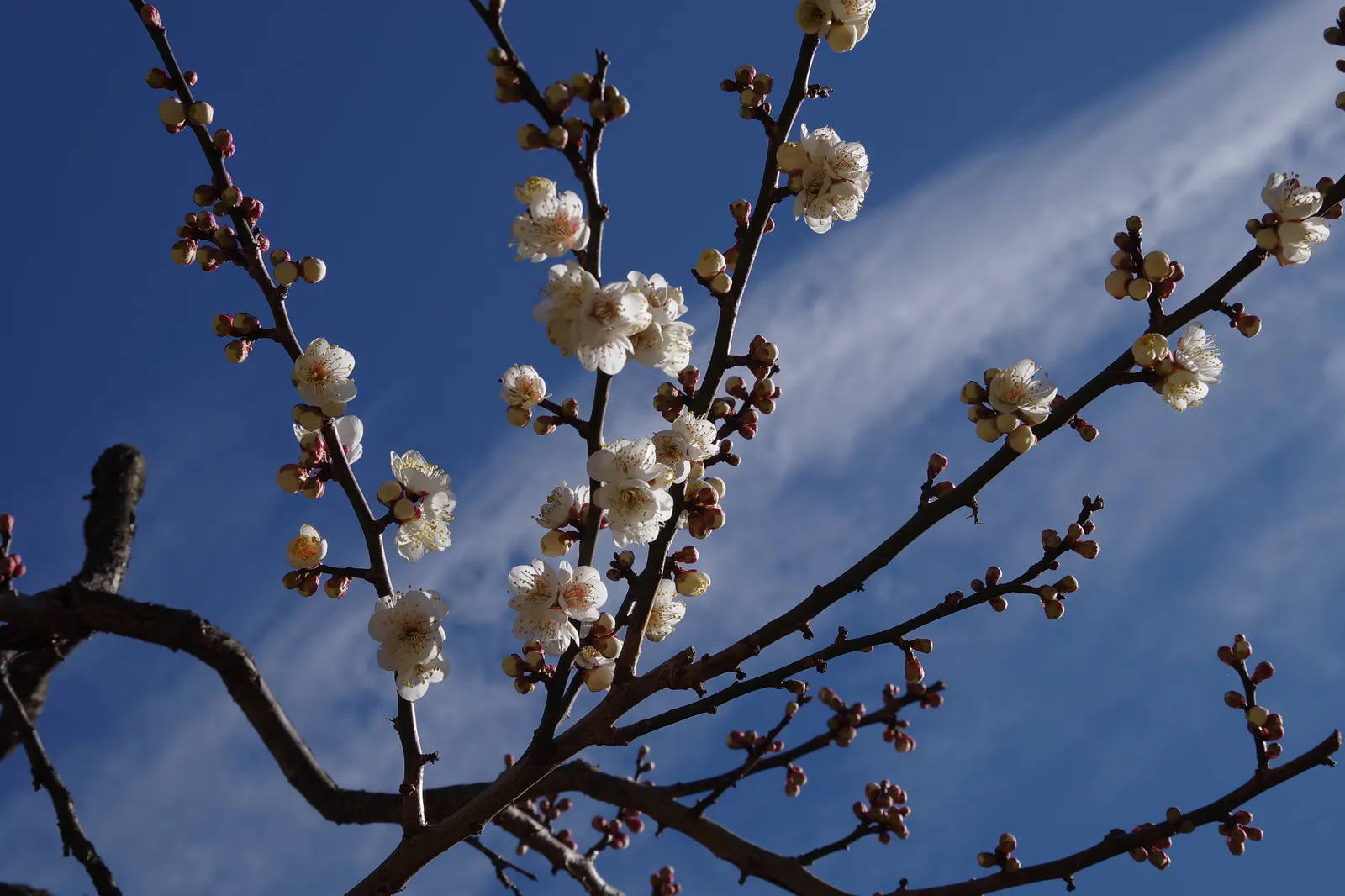 Japanese Apricot (Prunus Mume) — When incorporating Prunus mume in a design