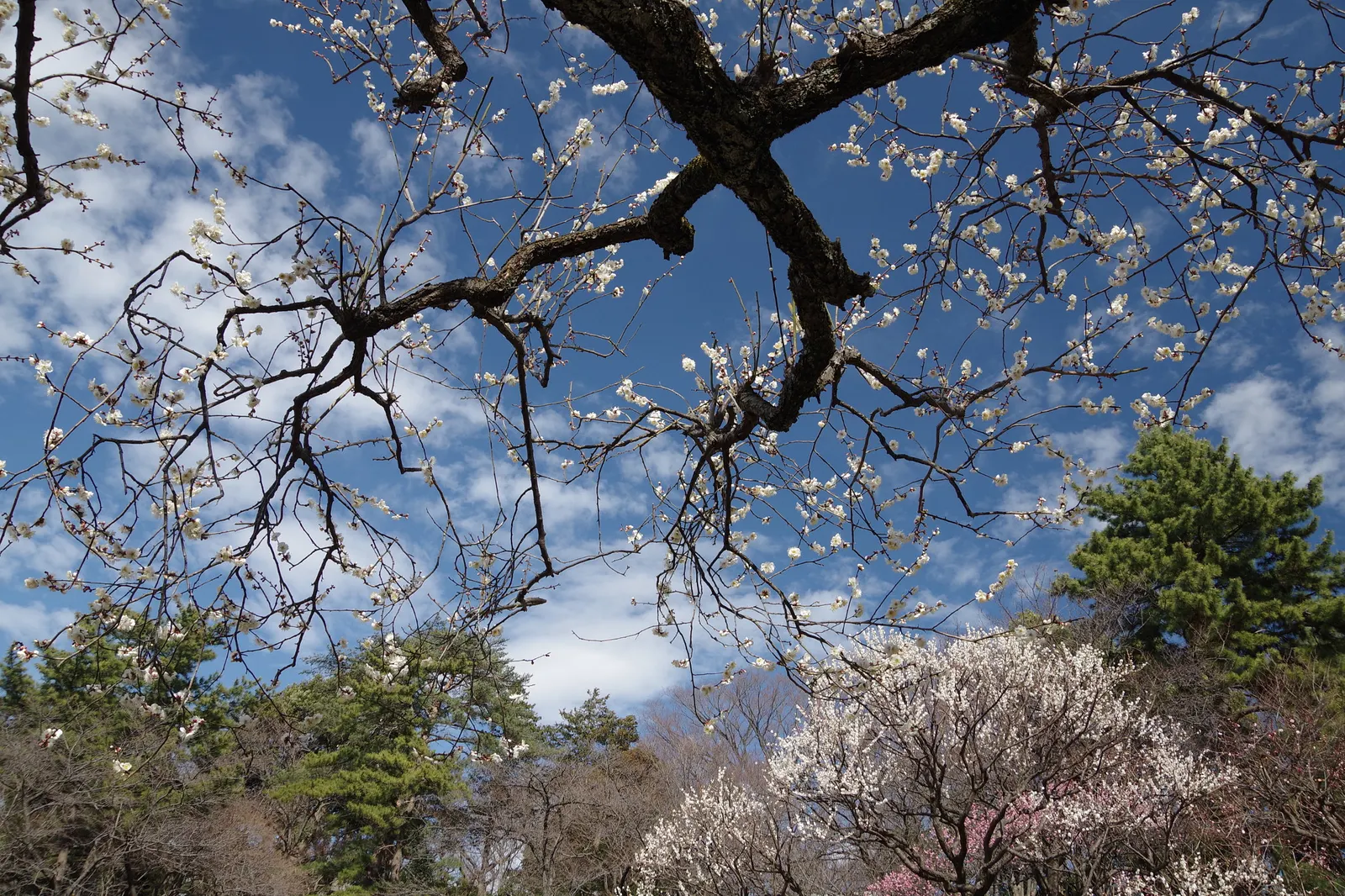 Japanese Apricot (Prunus Mume) — tree with multi-colored and pink and red and white blooms; are a draw for the senses, image 87