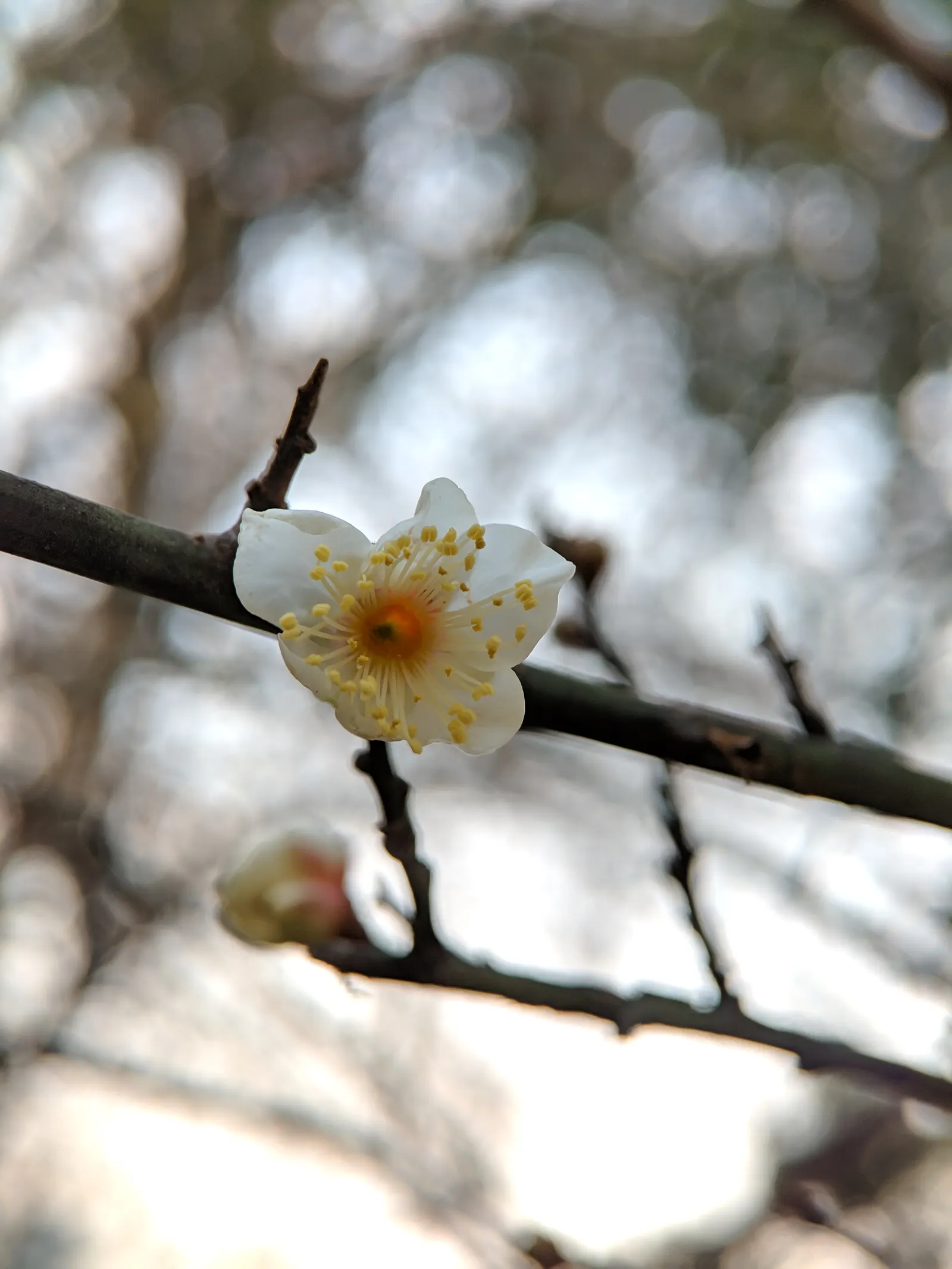 Japanese Apricot (Prunus Mume) — When incorporating Prunus mume in a design; typically measuring around 1 inch in diameter, the blossoms present in, image 128