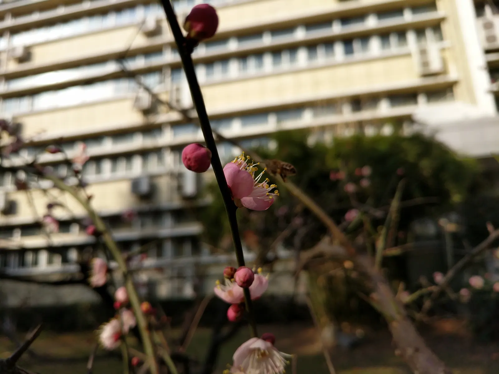 Japanese Apricot (Prunus Mume) — tree with multi-colored and pink and red and white blooms; are a draw for the senses, image 65