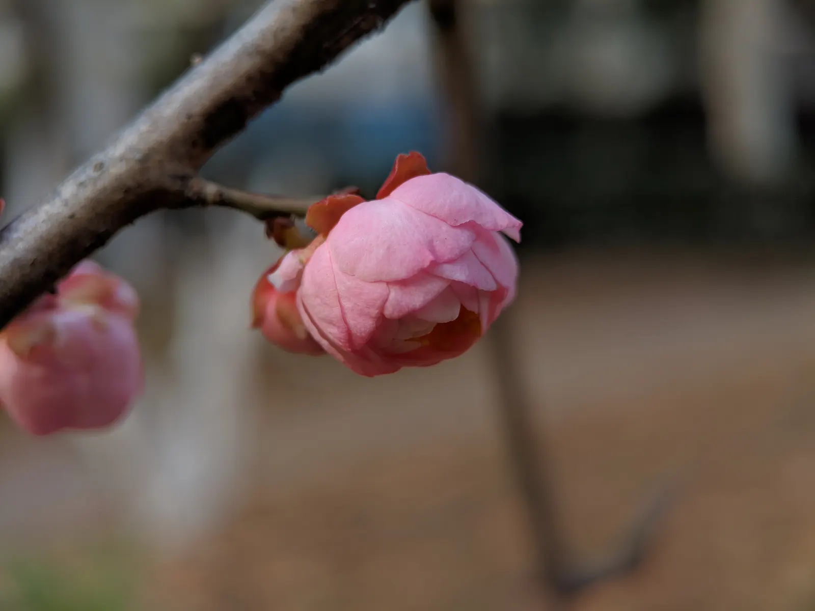 Japanese Apricot (Prunus Mume) — multi-colored and pink and red and white flowers in the garden; this ornamental tree prefers well-drained soil, image 108