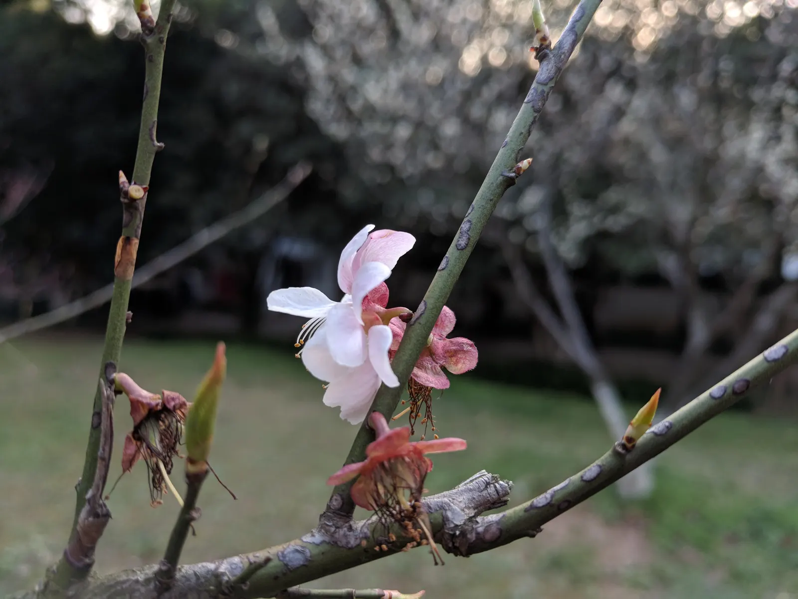 Japanese Apricot (Prunus Mume) — It may yield yellow-red edible fruit about 1-2 inches wide after flowering; reducing the risk of disease, image 116