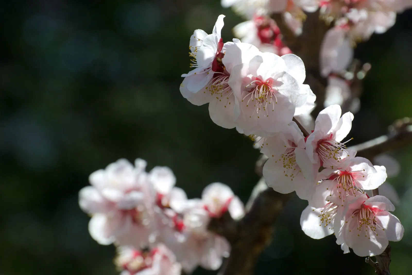 Japanese Apricot (Prunus Mume) — Hardy in USDA zones 6 through 9; tree with multi-colored and pink and red and white blooms, image 126