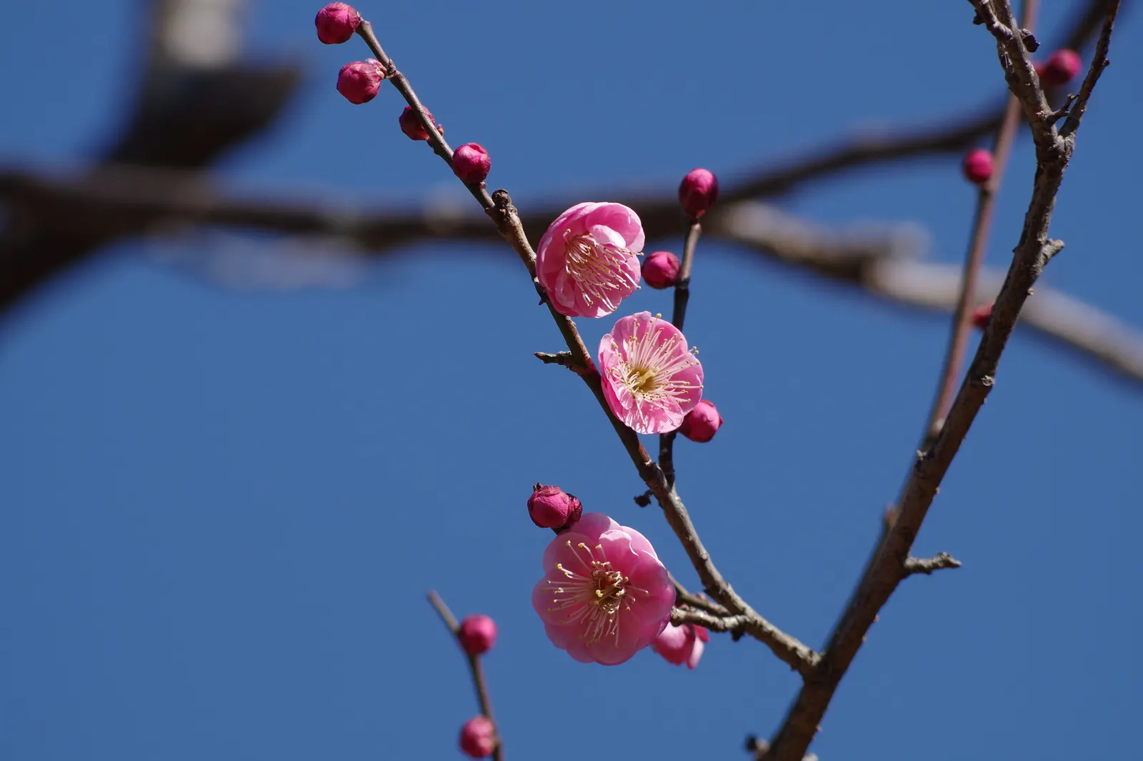Japanese Apricot (Prunus Mume) — which appear from late winter to early spring before the leaves; the branches display a picturesque form that can, image 77