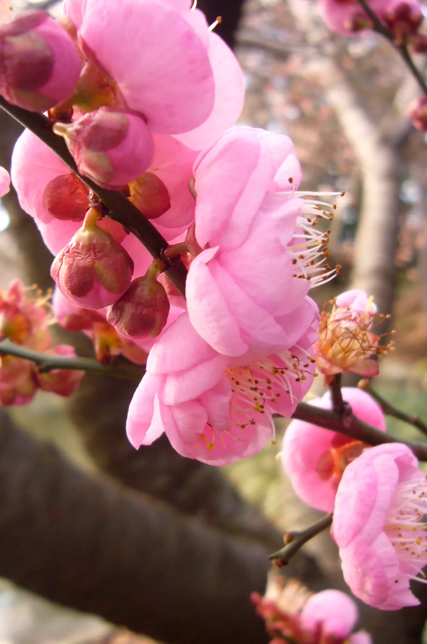 Japanese Apricot (Prunus Mume) — They sometimes emit a delicate almond scent