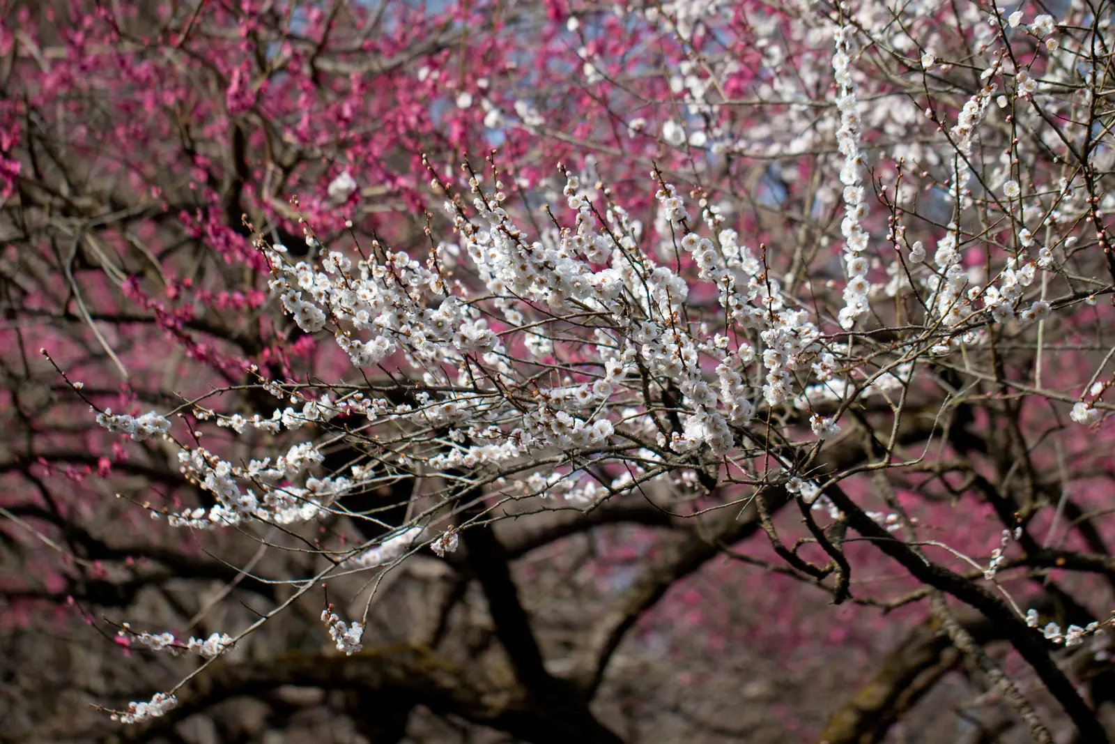 Japanese Apricot (Prunus Mume) — It may yield yellow-red edible fruit about 1-2 inches wide after flowering; reducing the risk of disease, image 94