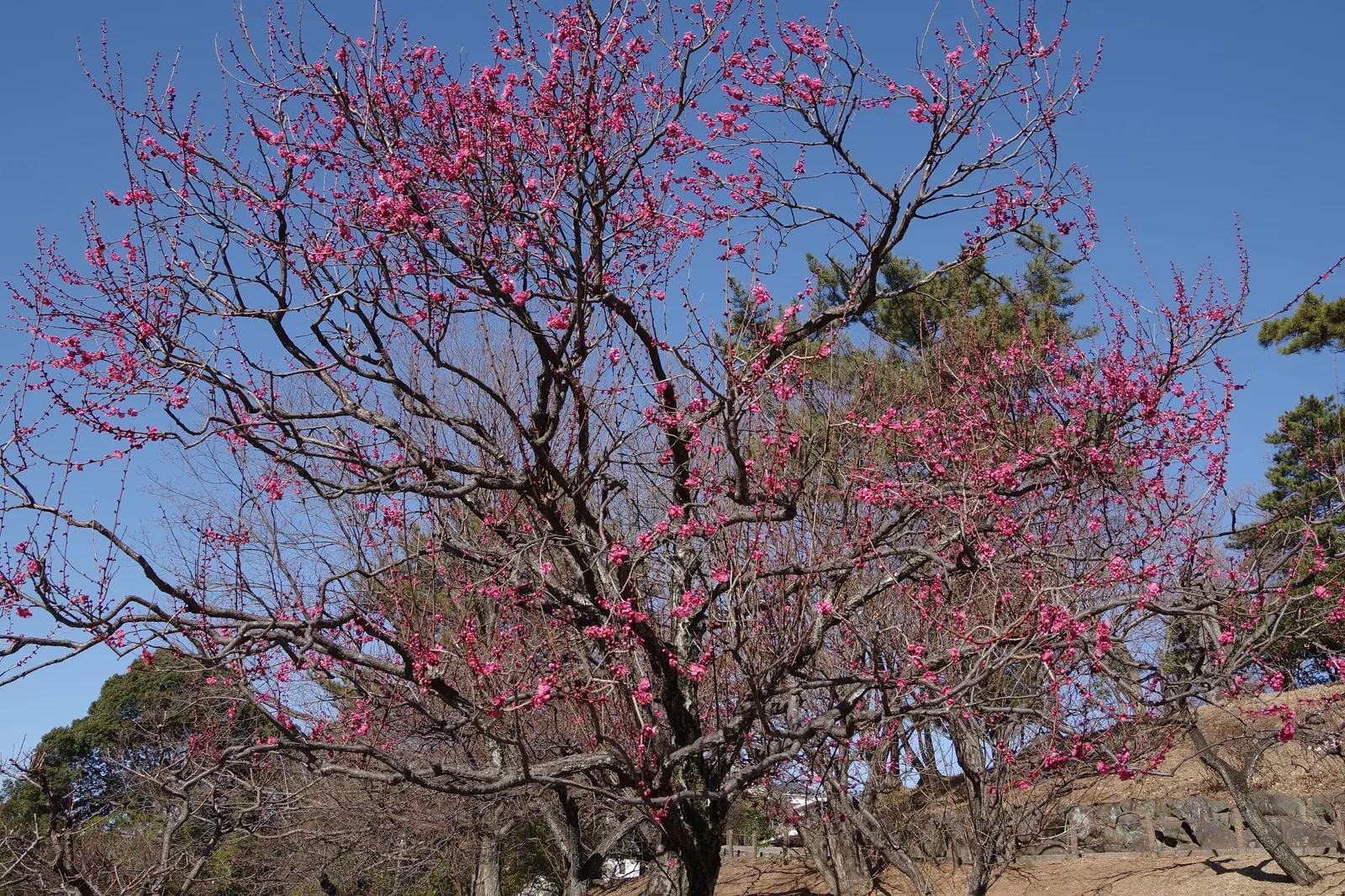 Japanese Apricot (Prunus Mume) — attracting pollinators to the landscape.<br><br>For optimal growth