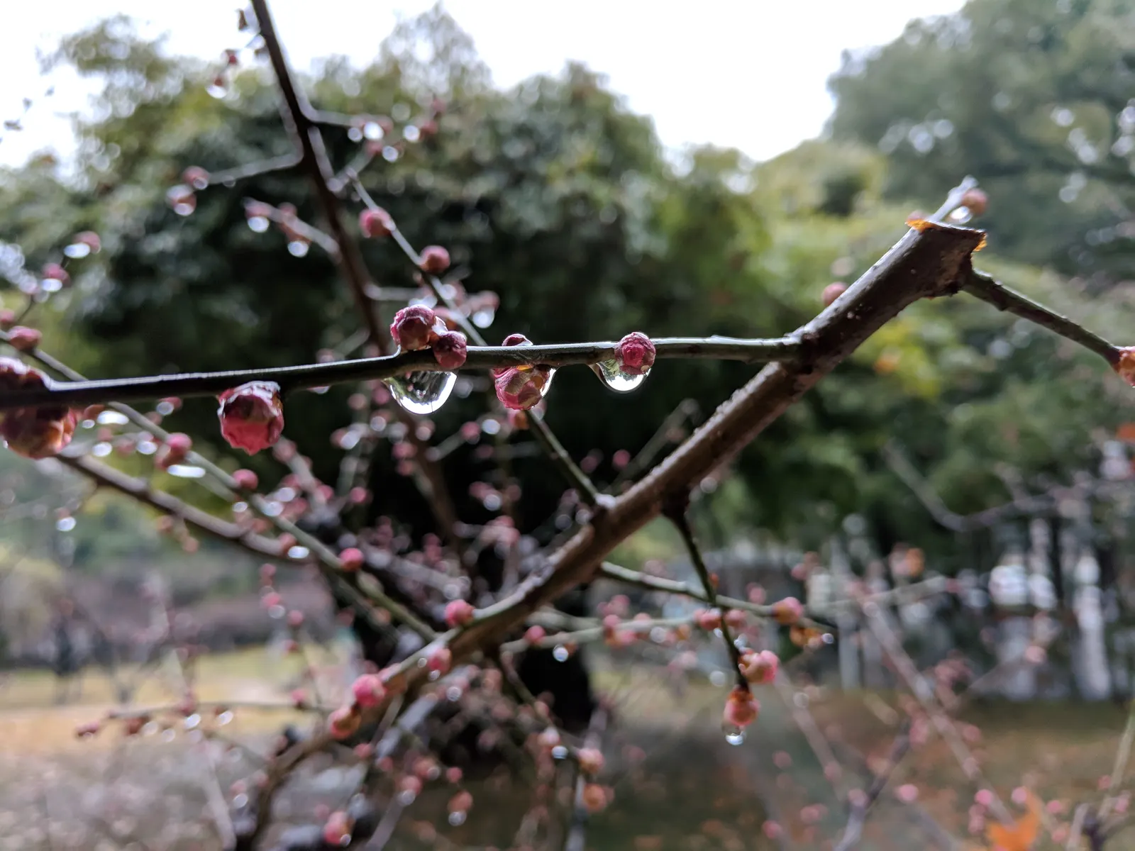 Japanese Apricot (Prunus Mume) — They sometimes emit a delicate almond scent; hailing from the family Rosaceae, image 146
