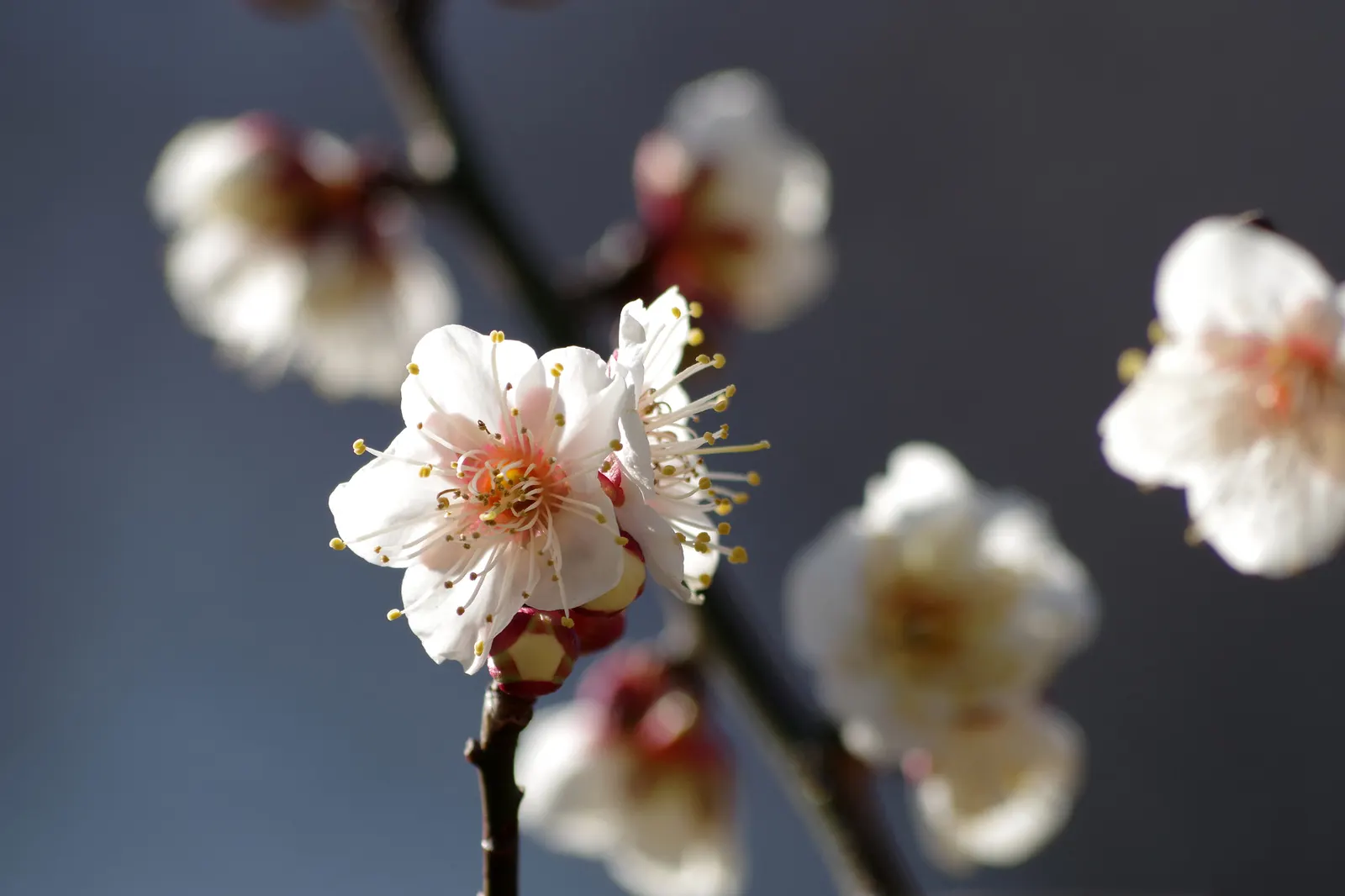 Japanese Apricot (Prunus Mume) — This ornamental tree prefers well-drained soil, full sun to partial shade, and is hardy in USDA zones 6-9