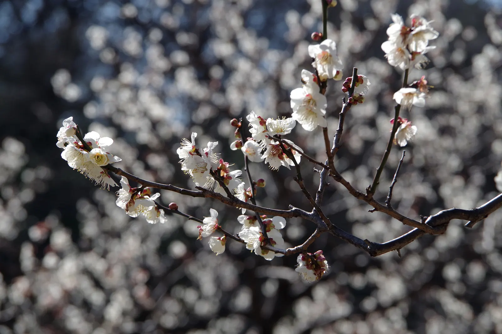 Japanese Apricot (Prunus Mume) — reducing the risk of disease; it may yield yellow-red edible fruit about 1-2 inches wide after flowering, image 105